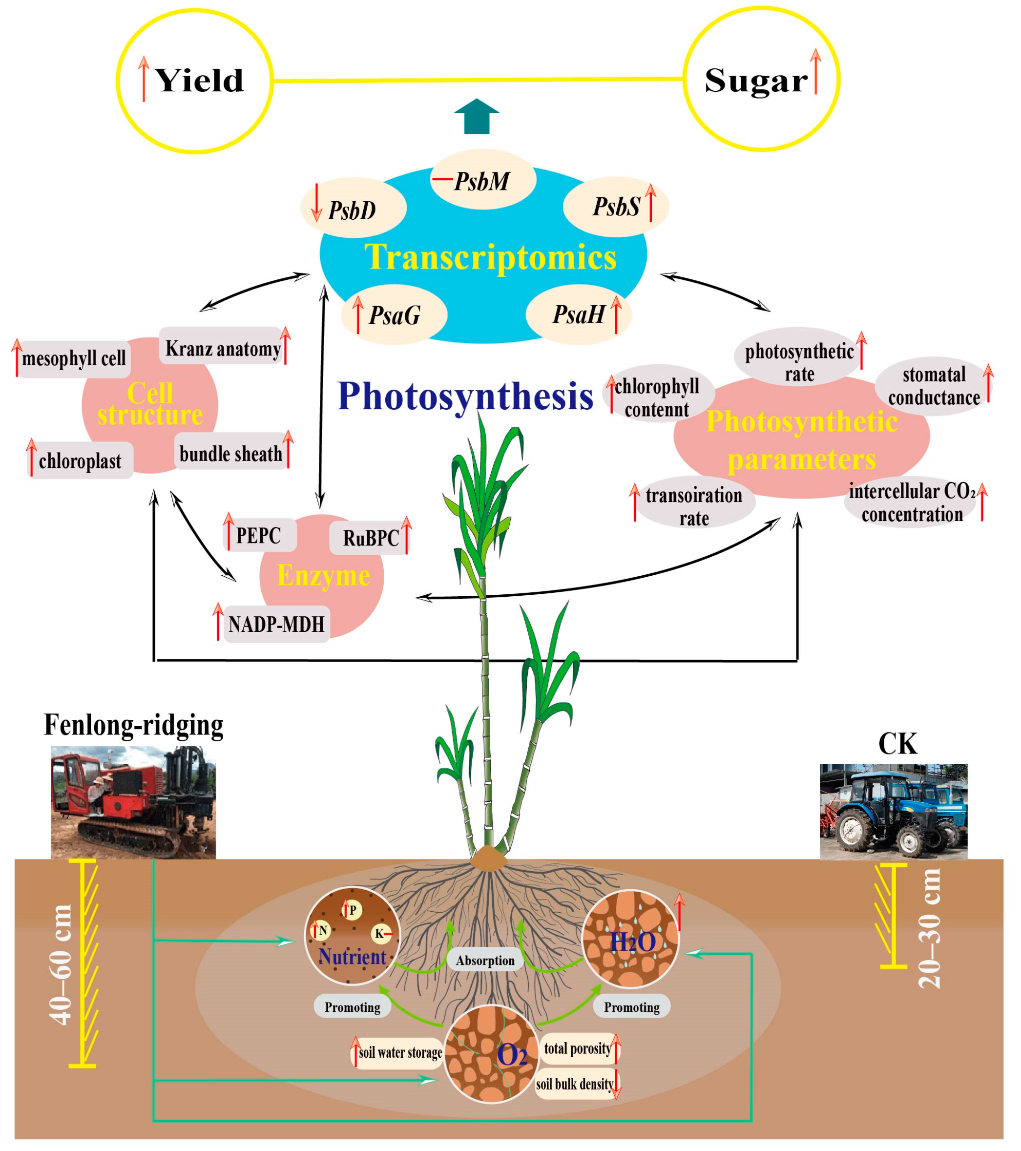 Agronomy 13 01196 g013