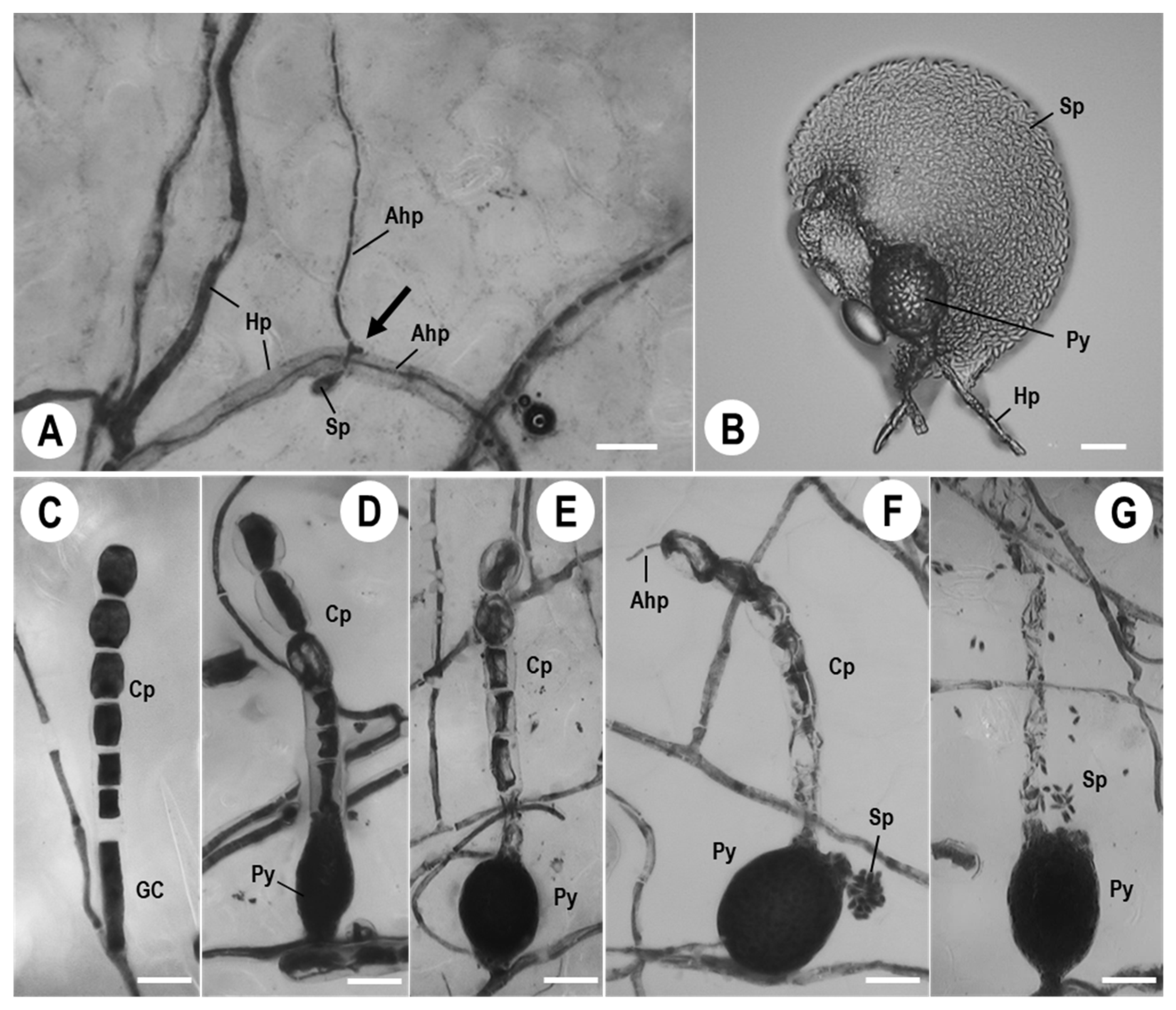 Agronomy 13 01204 g003