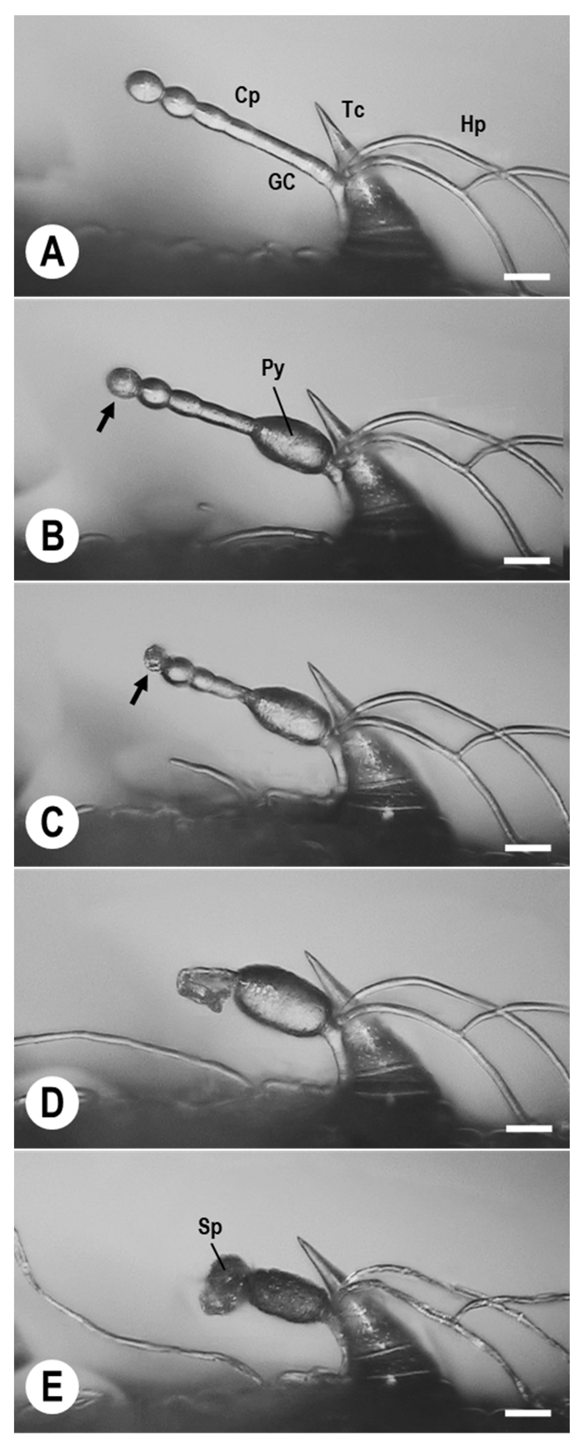 Agronomy 13 01204 g004