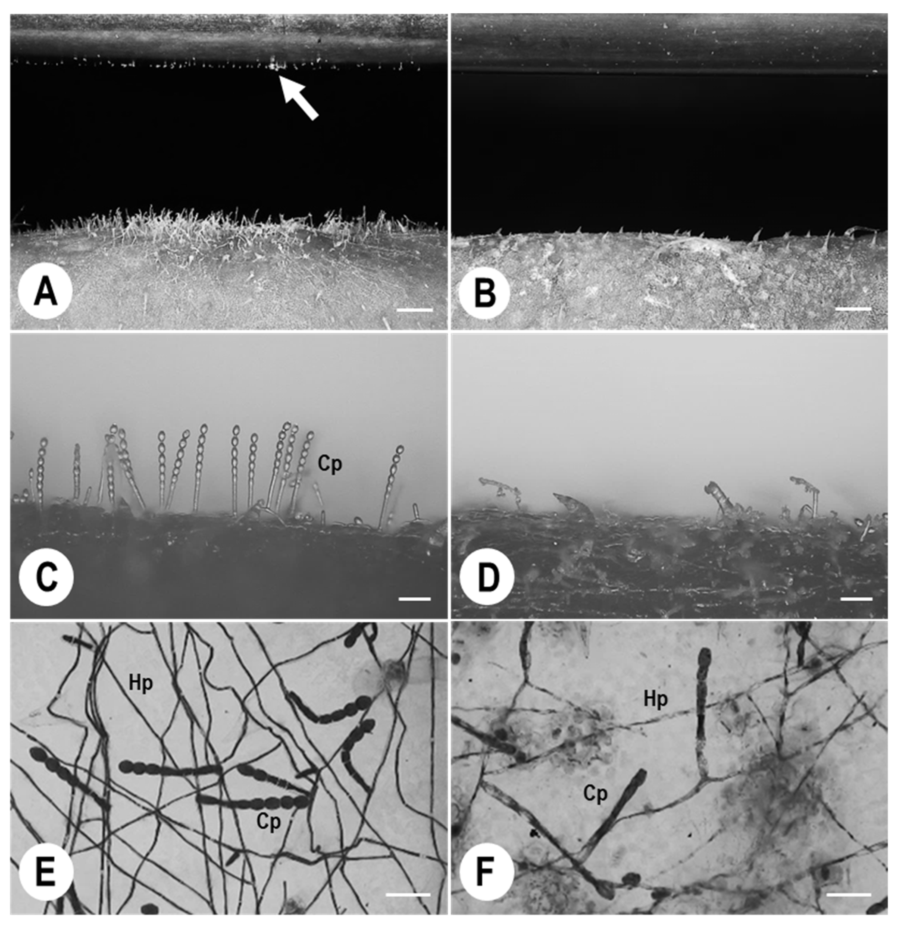 Agronomy 13 01204 g005