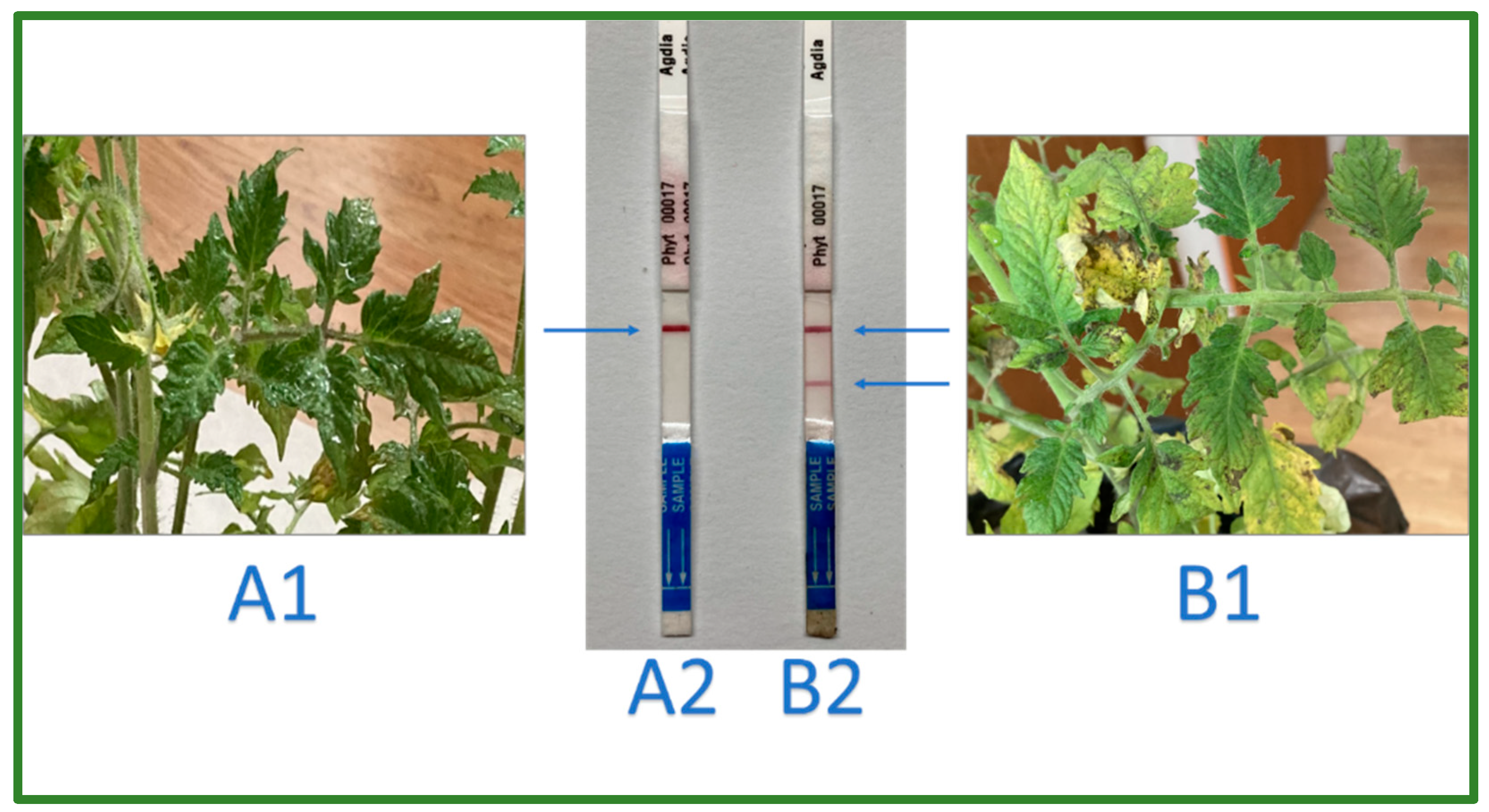Agronomy 13 01211 g001 Agronomy 13 01211 g001