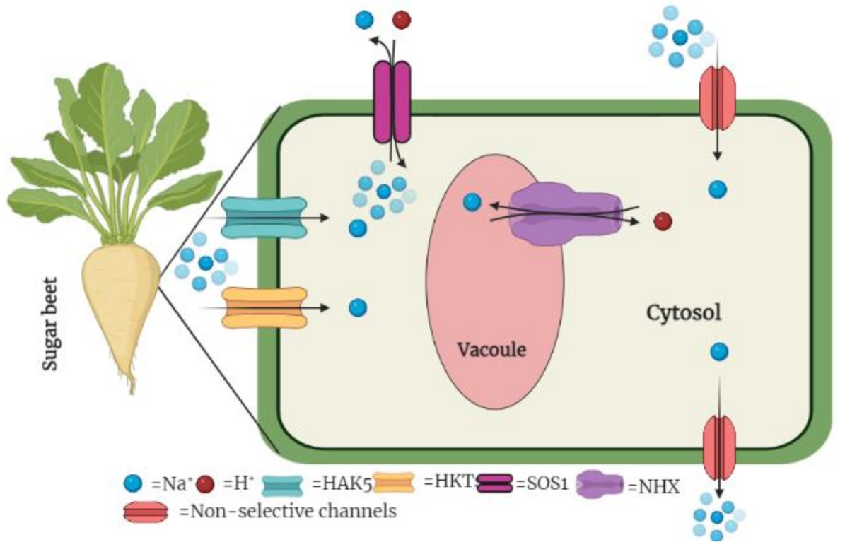 Agronomy 13 01213 g003
