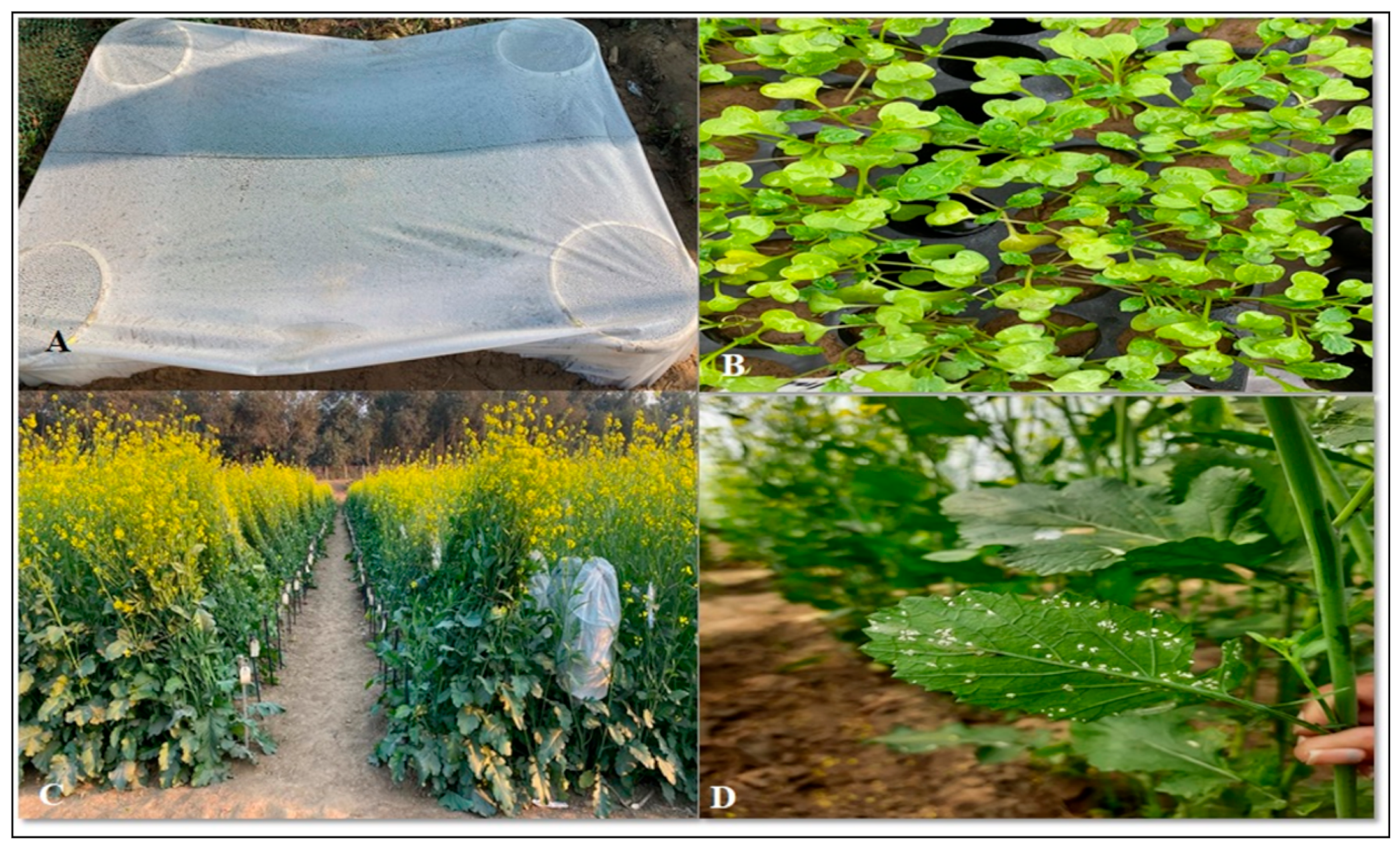 Agronomy 13 01215 g002 Agronomy 13 01215 g002