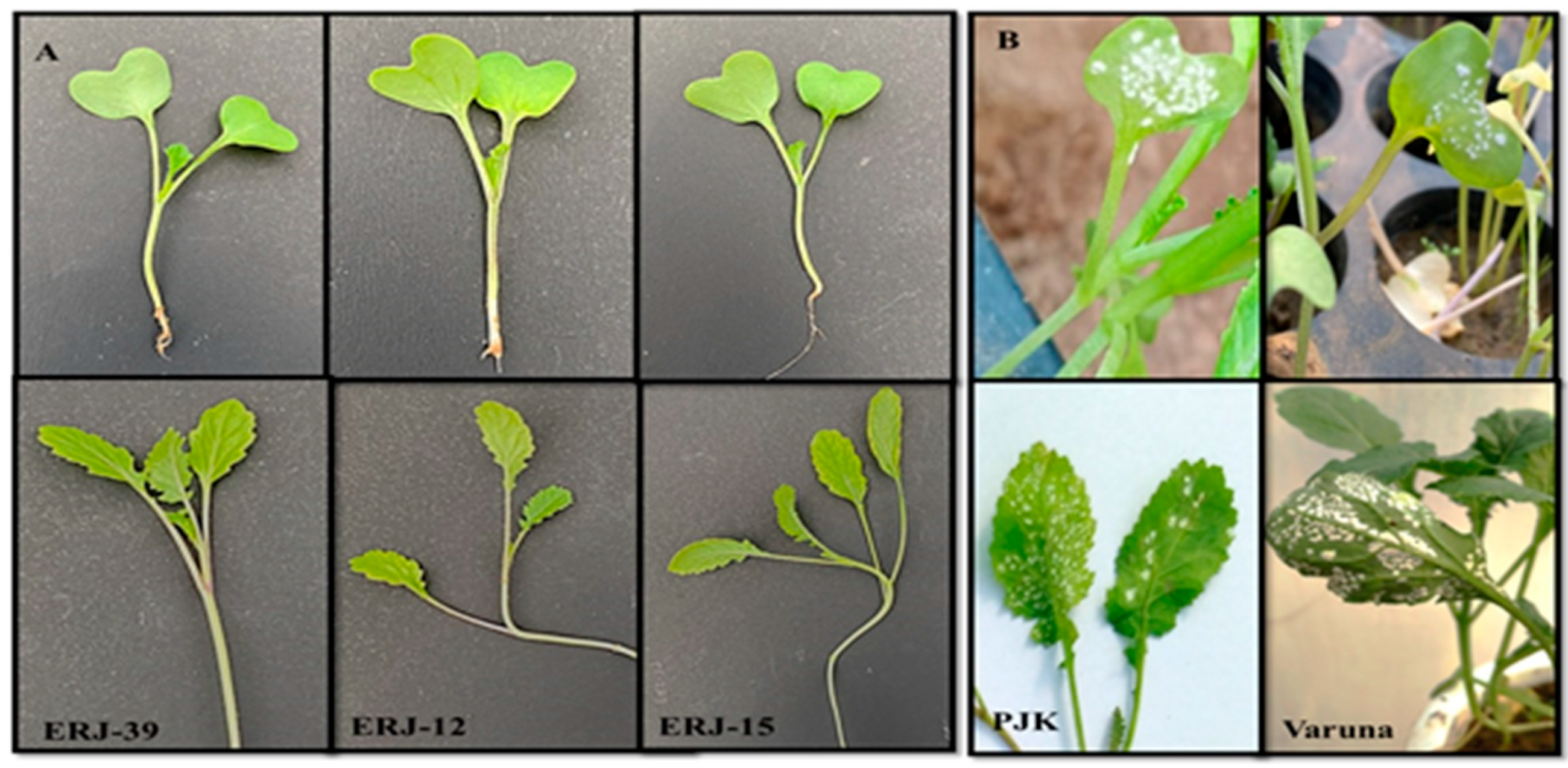 Agronomy 13 01215 g004 Agronomy 13 01215 g004