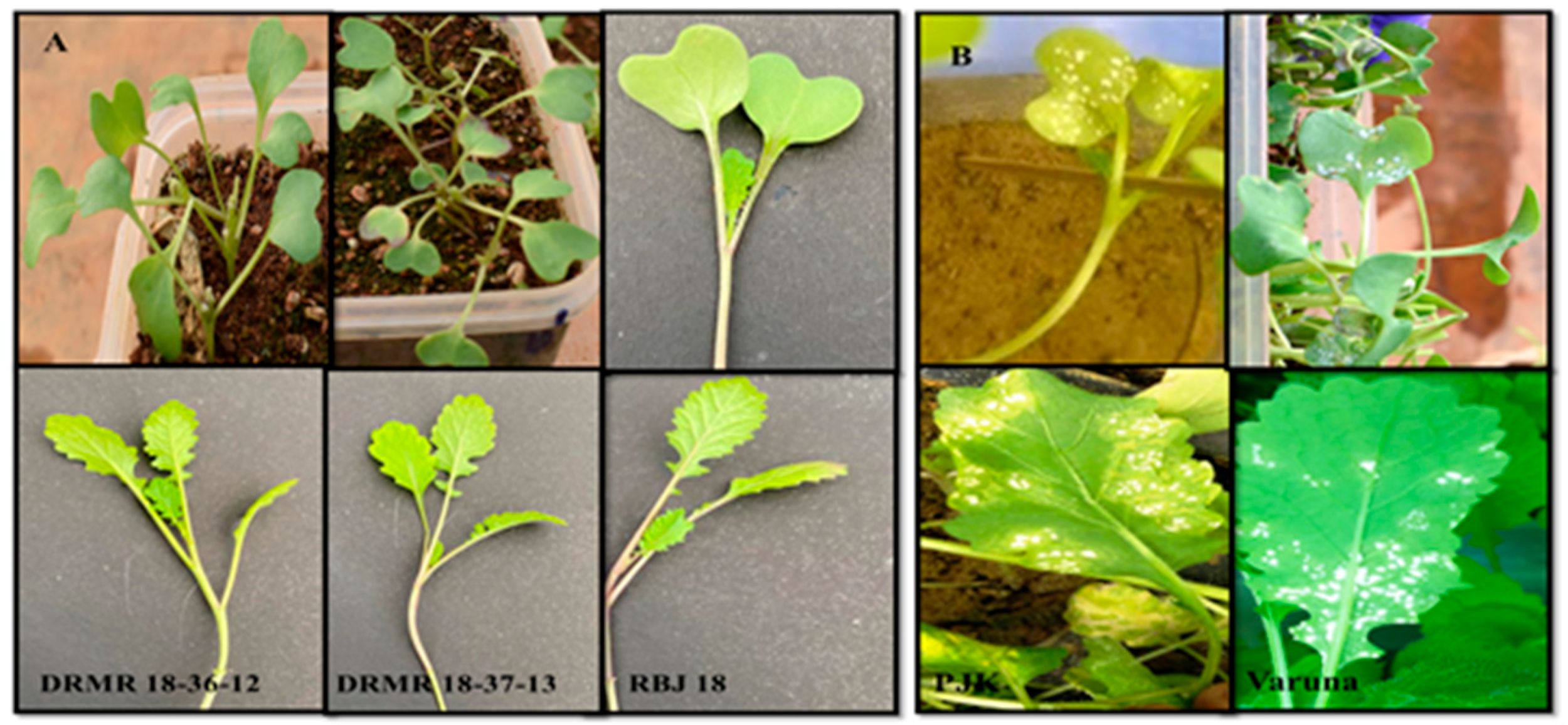 Agronomy 13 01215 g006 Agronomy 13 01215 g006