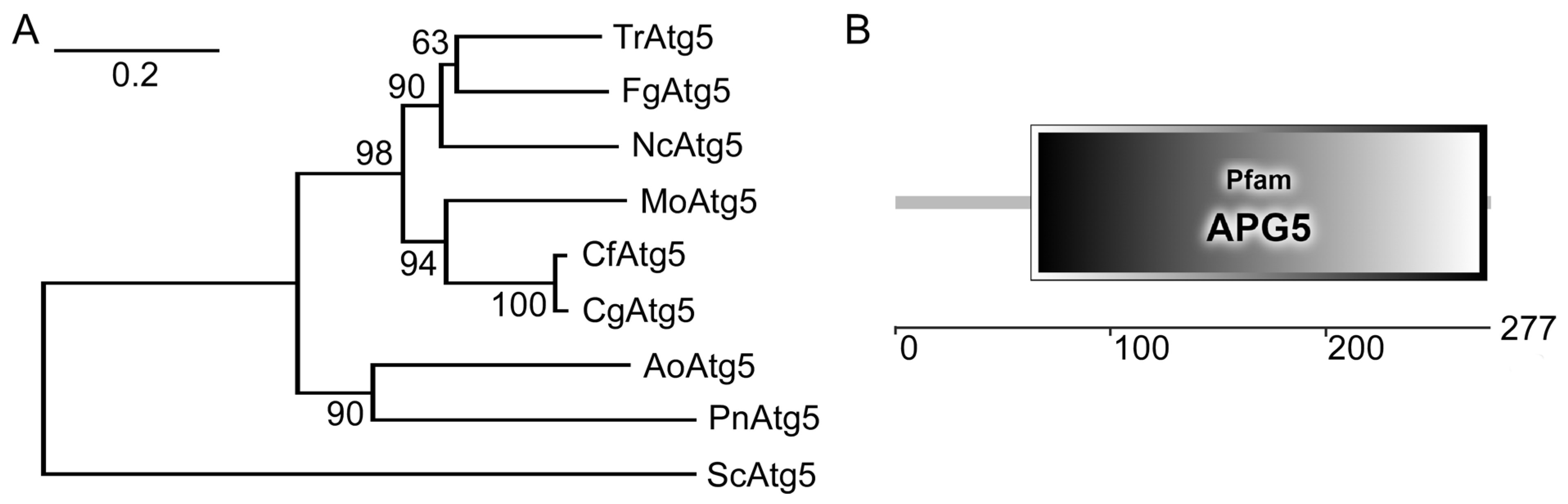 Agronomy 13 01237 g001