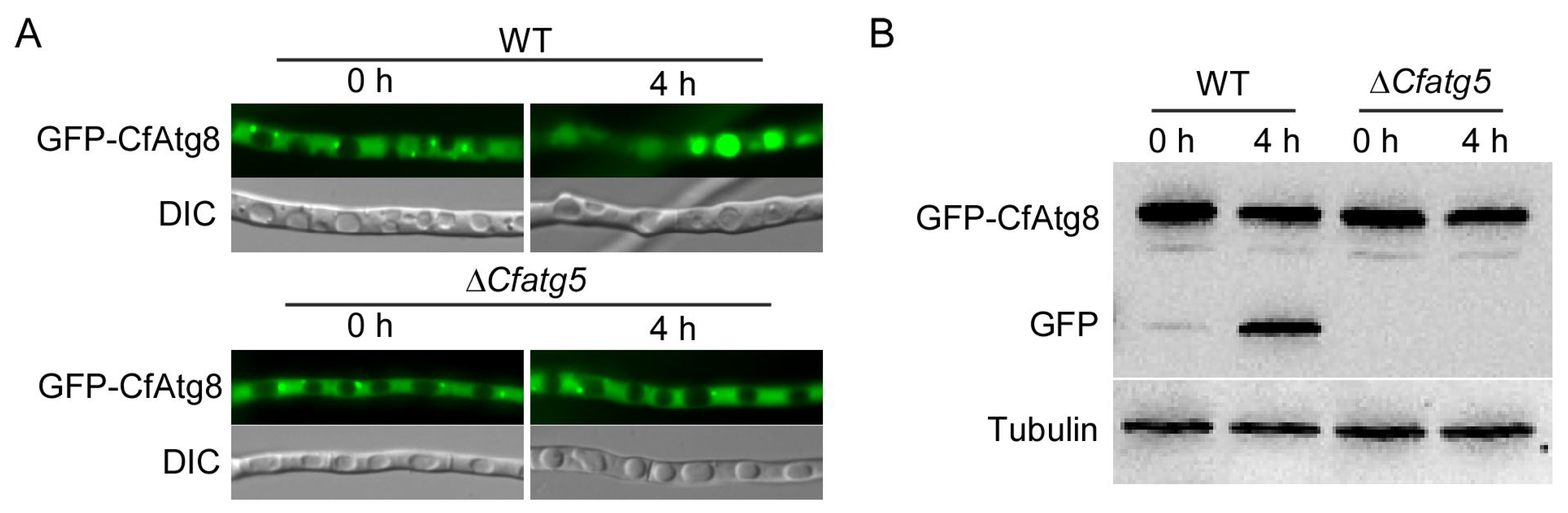 Agronomy 13 01237 g002