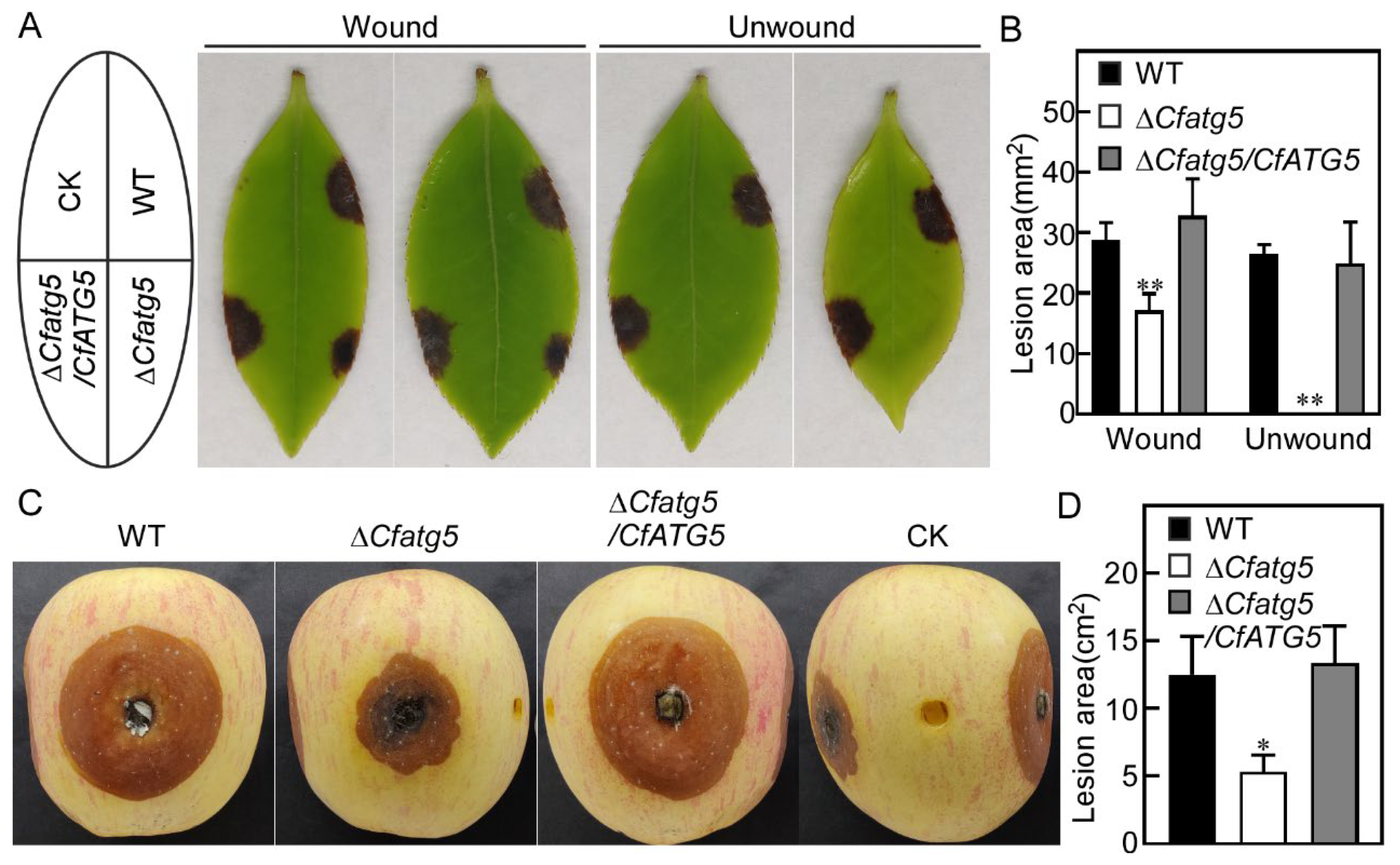 Agronomy 13 01237 g004