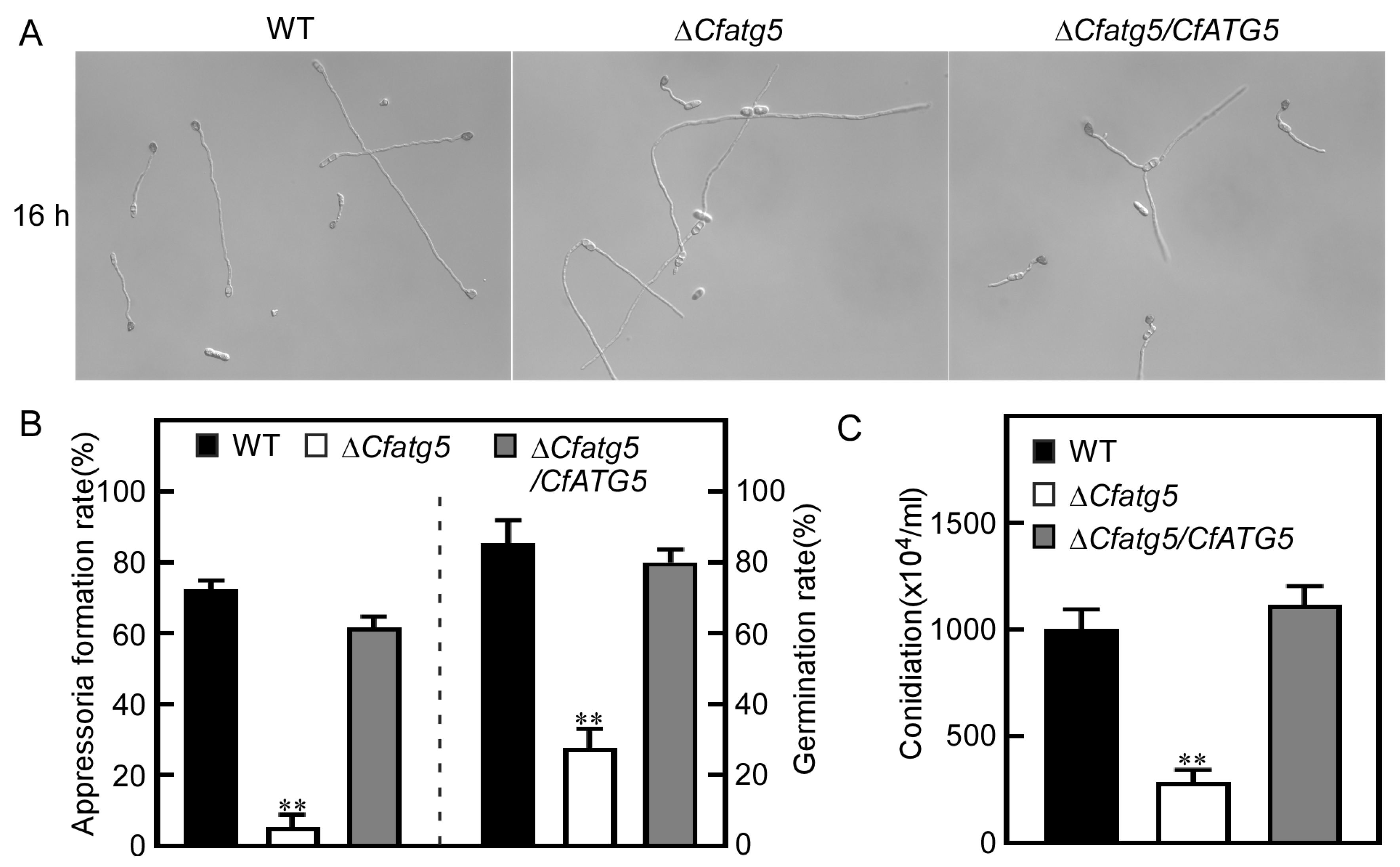Agronomy 13 01237 g005