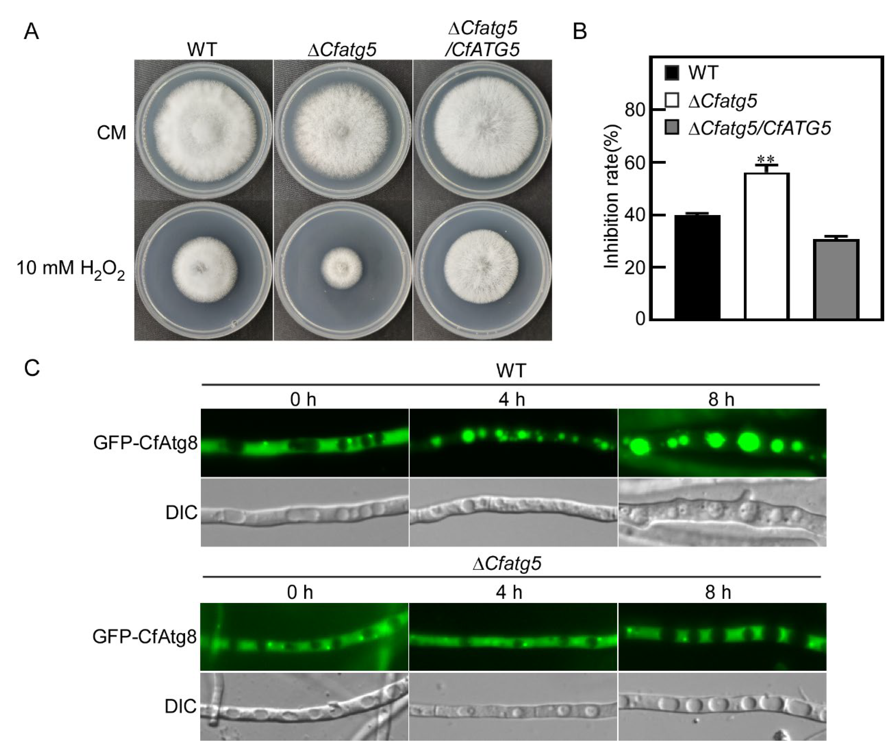 Agronomy 13 01237 g007