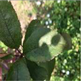 Agronomy 13 01240 i001 Agronomy 13 01240 i001