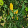 Agronomy 13 01240 i002 Agronomy 13 01240 i002