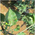 Agronomy 13 01240 i003 Agronomy 13 01240 i003