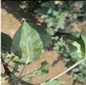 Agronomy 13 01240 i007 Agronomy 13 01240 i007