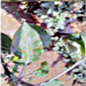 Agronomy 13 01240 i008 Agronomy 13 01240 i008