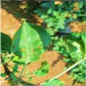 Agronomy 13 01240 i009 Agronomy 13 01240 i009