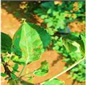 Agronomy 13 01240 i010 Agronomy 13 01240 i010