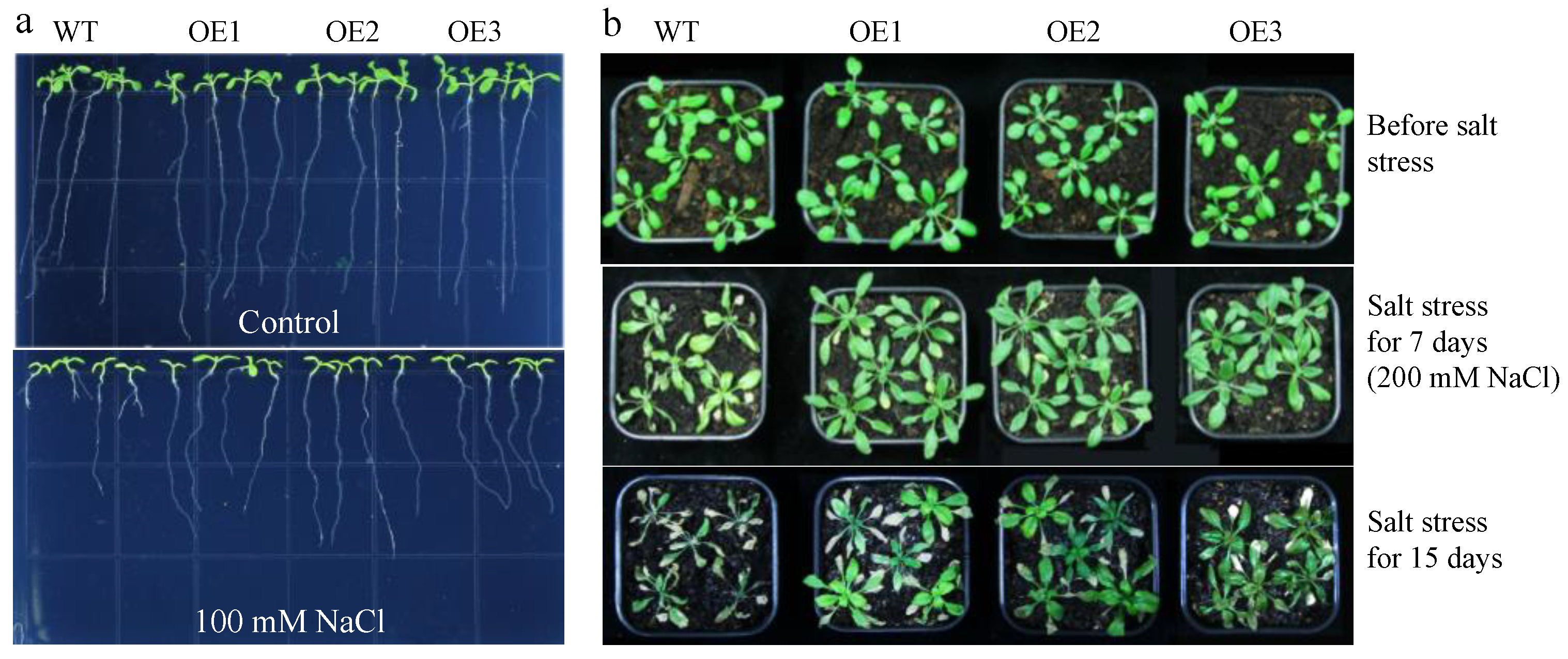 Agronomy 13 01249 g001