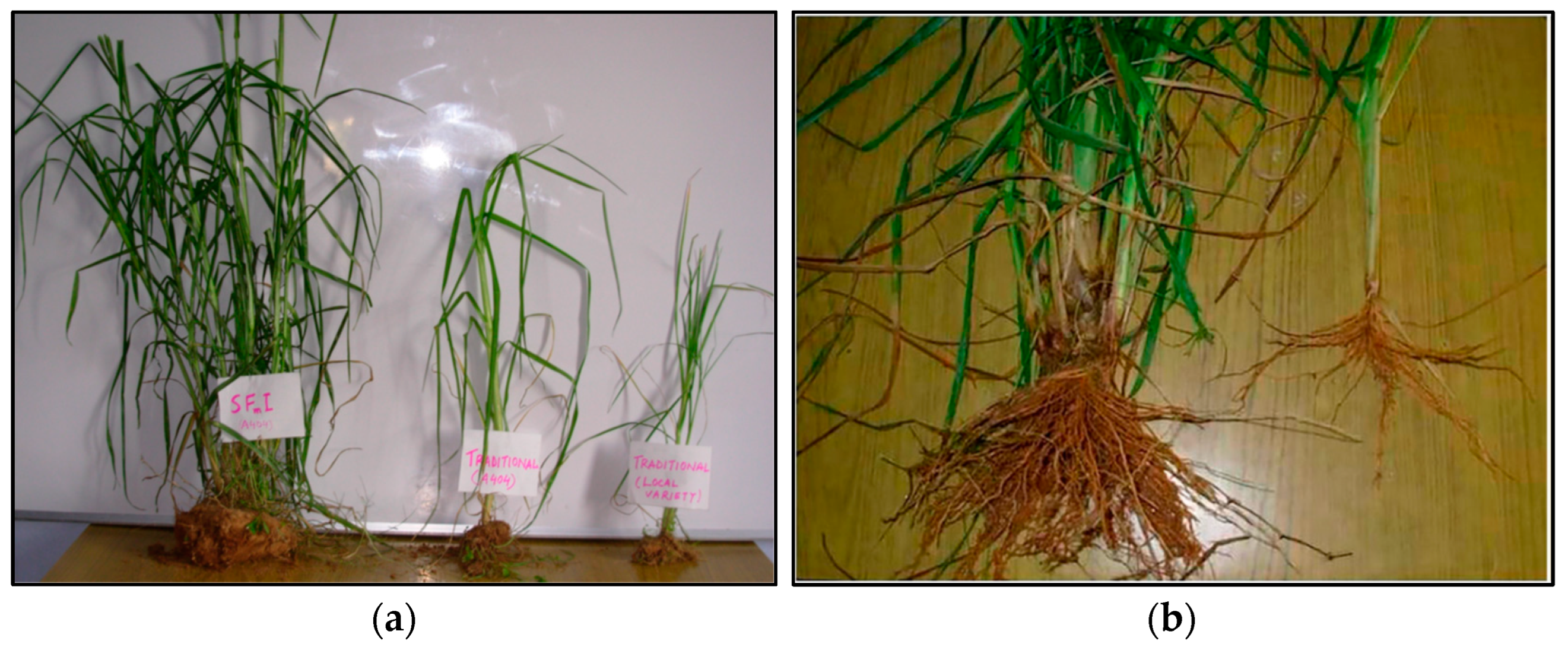 Agronomy 13 01253 g003 Agronomy 13 01253 g003