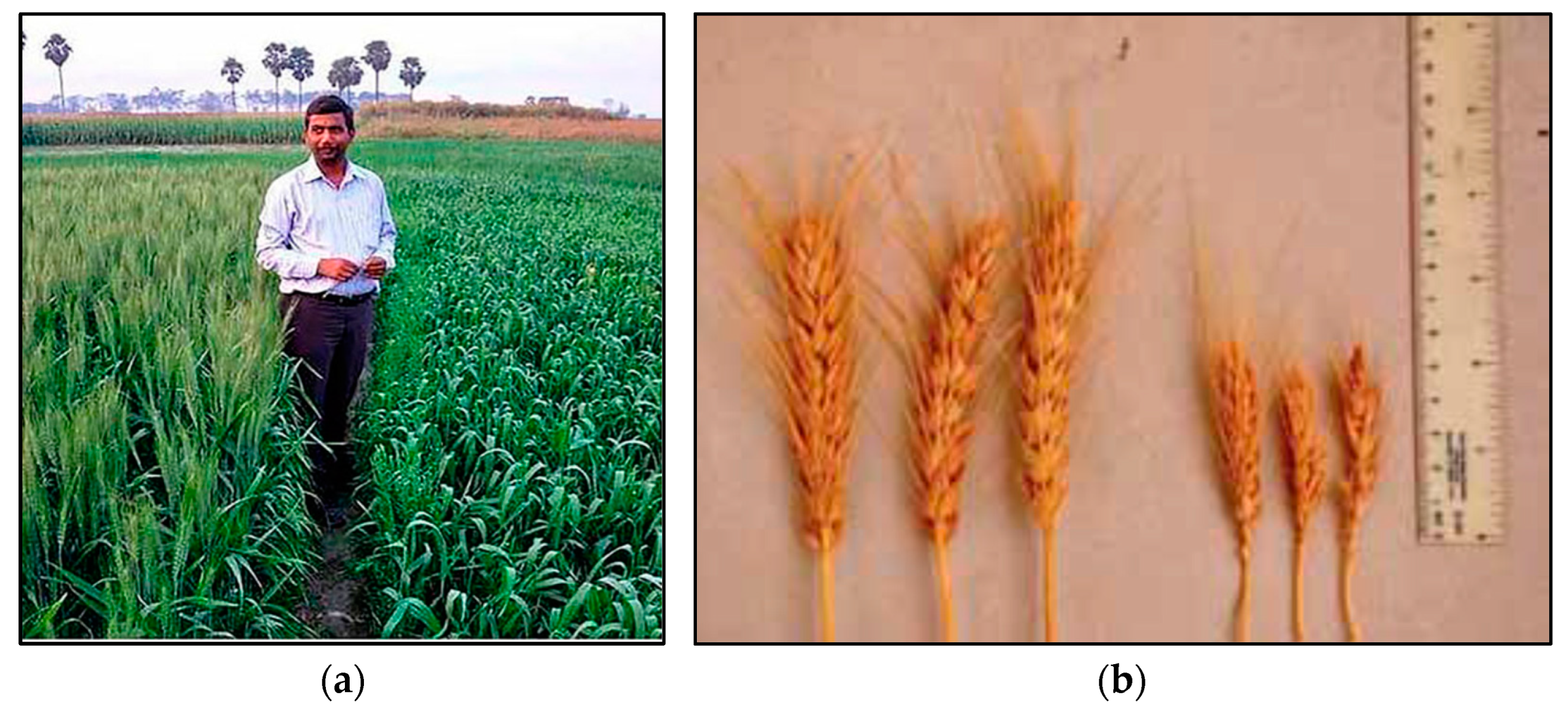 Agronomy 13 01253 g004 Agronomy 13 01253 g004