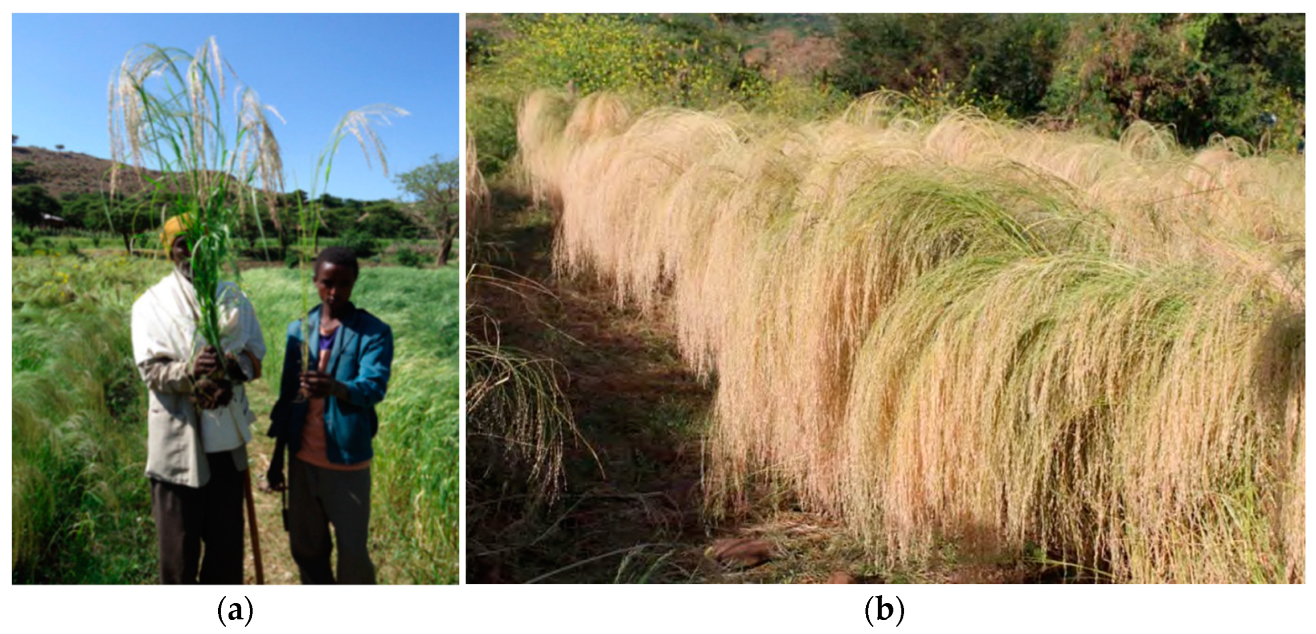 Agronomy 13 01253 g005 Agronomy 13 01253 g005