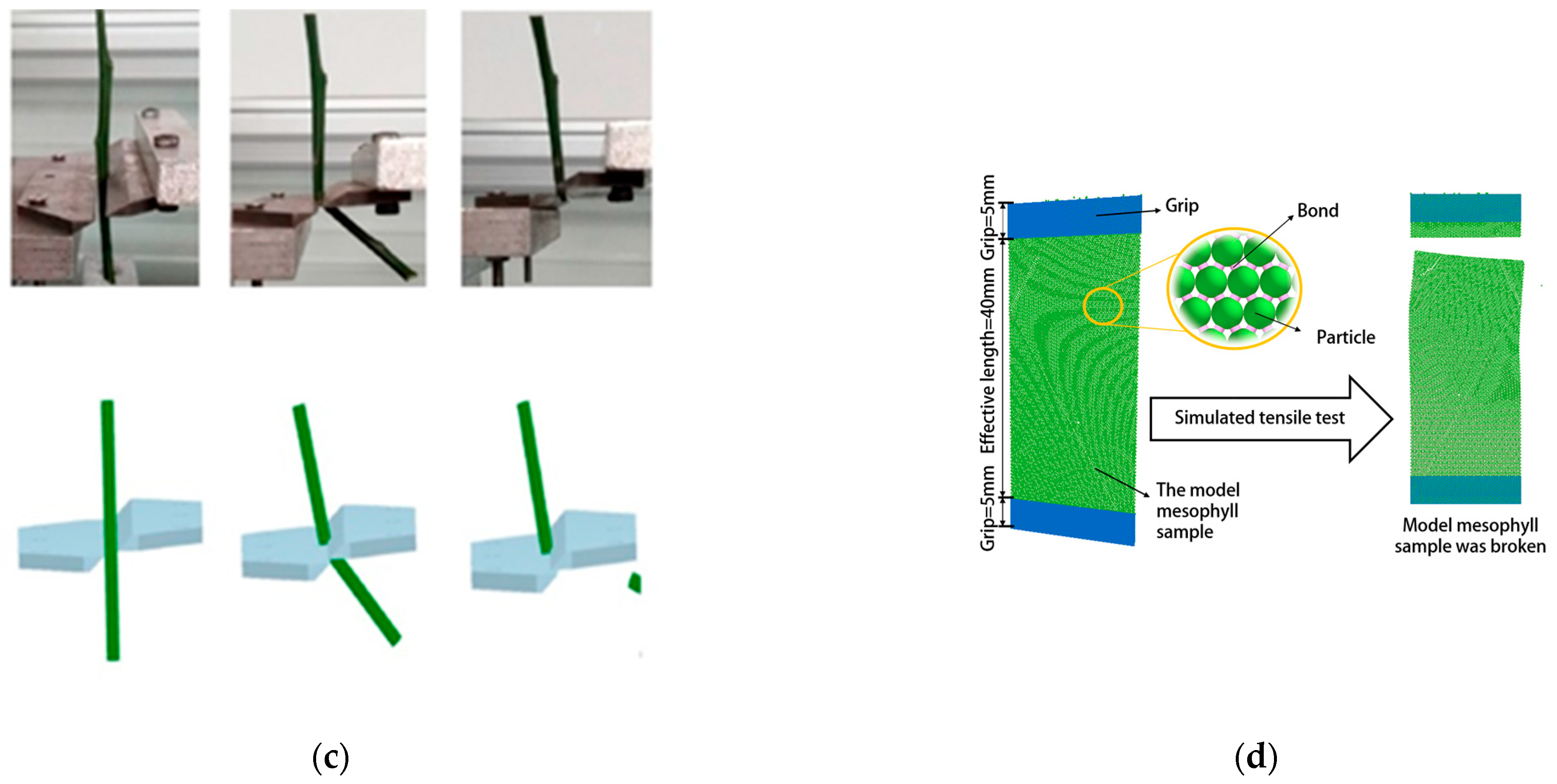 Agronomy 13 01260 g008b