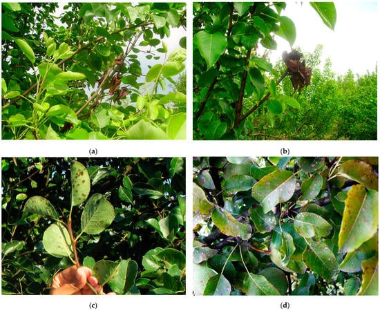 Agronomy 13 01264 g0a1