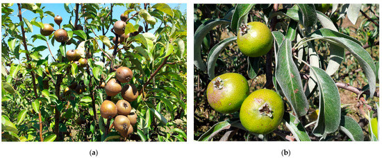 Agronomy 13 01264 g0a2a