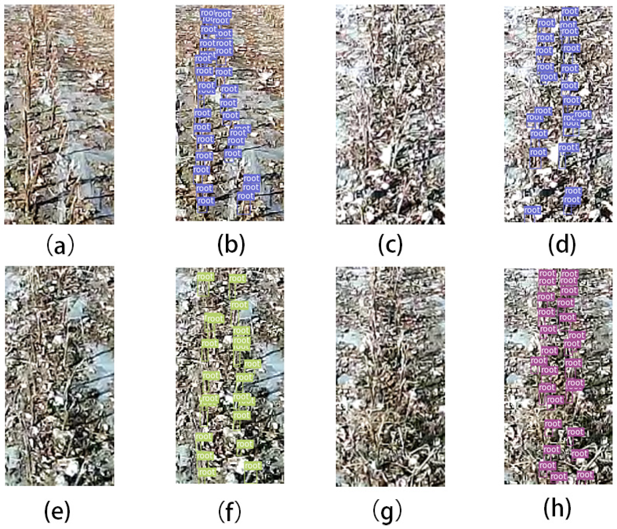 Agronomy 13 01271 g012