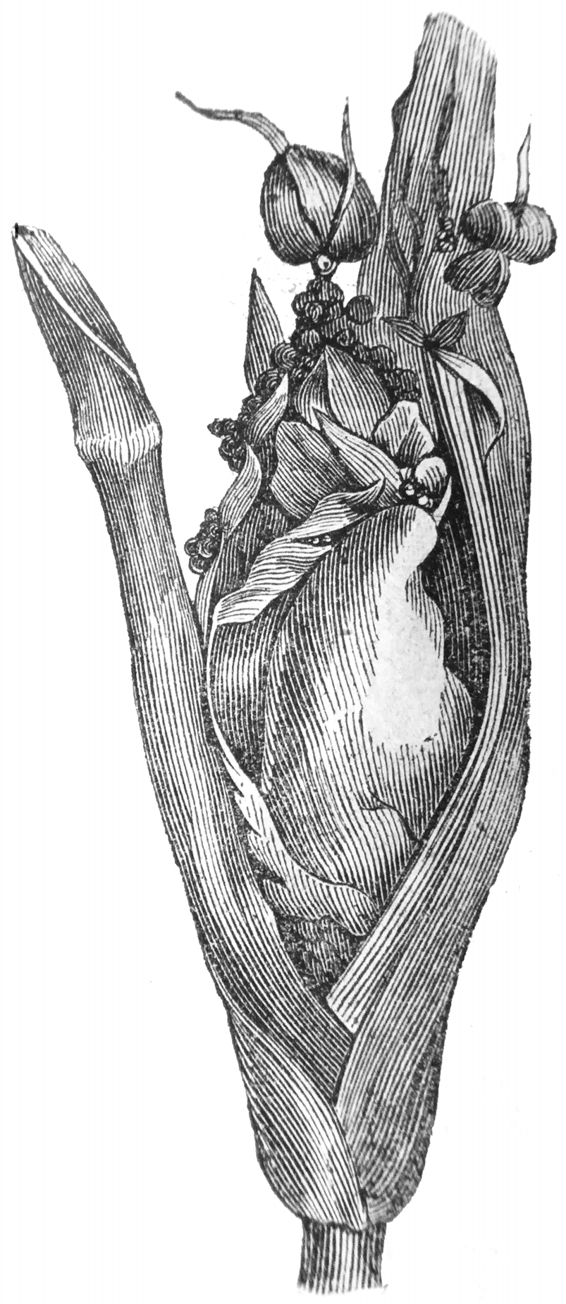 Agronomy 13 01285 g001