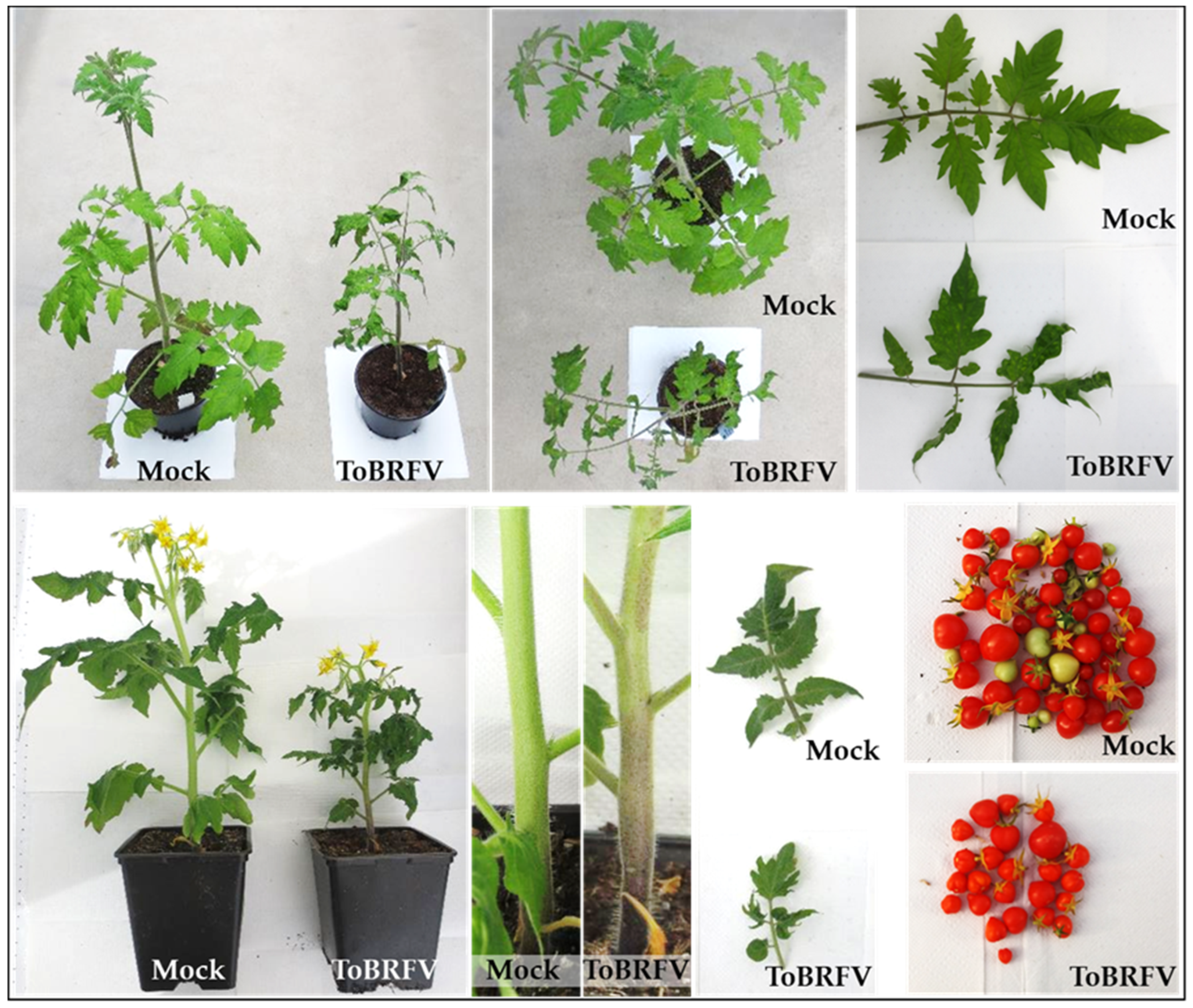 Agronomy 13 01300 g003