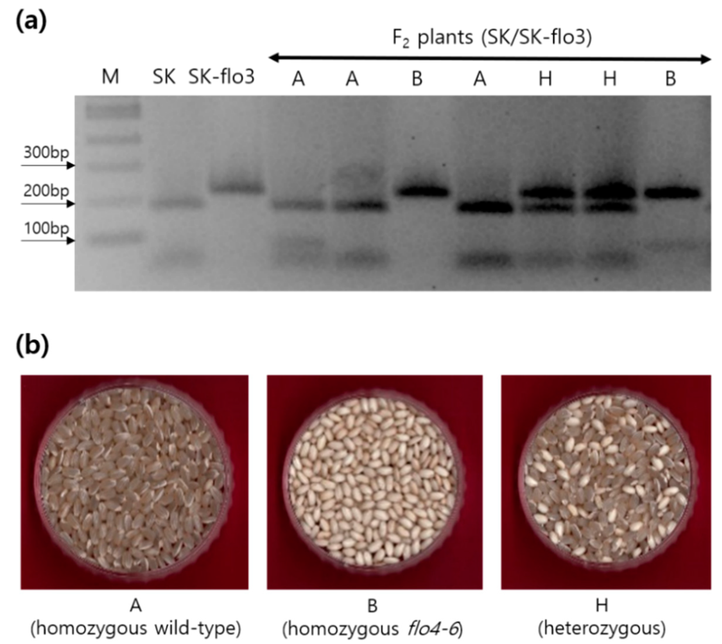 Agronomy 13 01306 g003