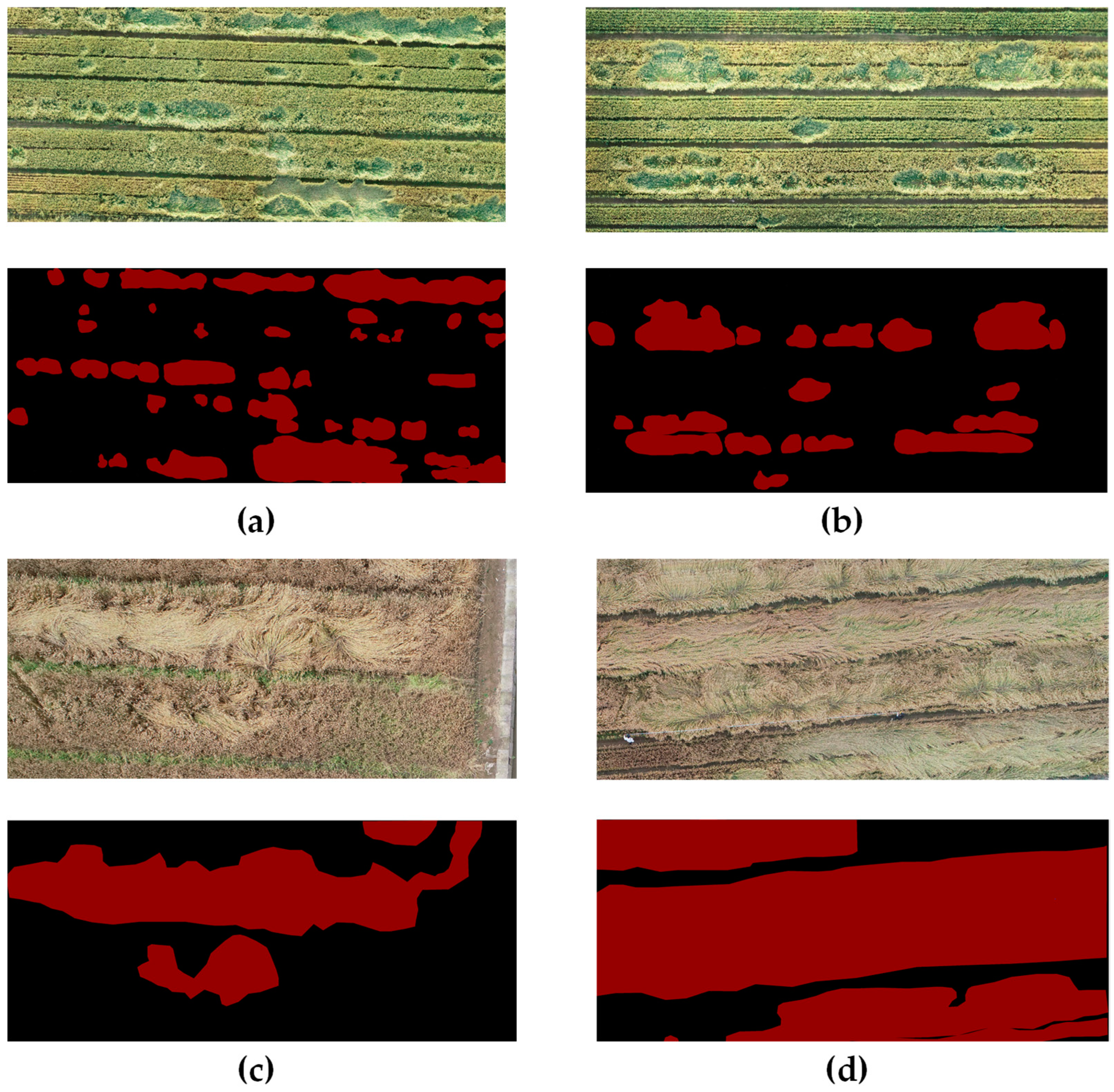 Agronomy 13 01309 g003