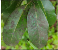 Agronomy 13 01314 i002