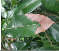 Agronomy 13 01314 i003