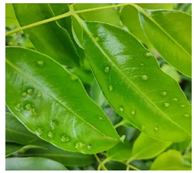 Agronomy 13 01314 i004