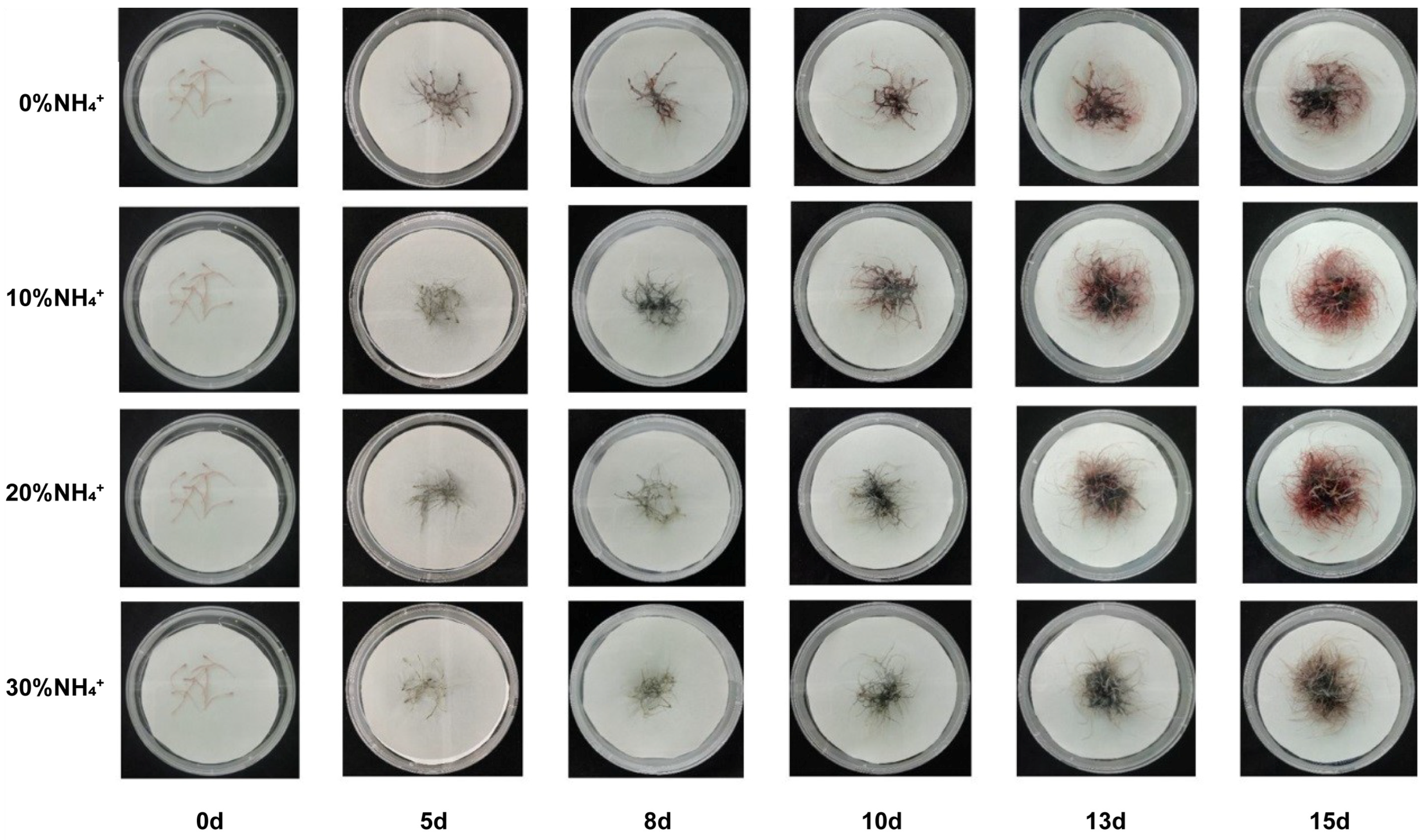 Agronomy 13 01318 g001