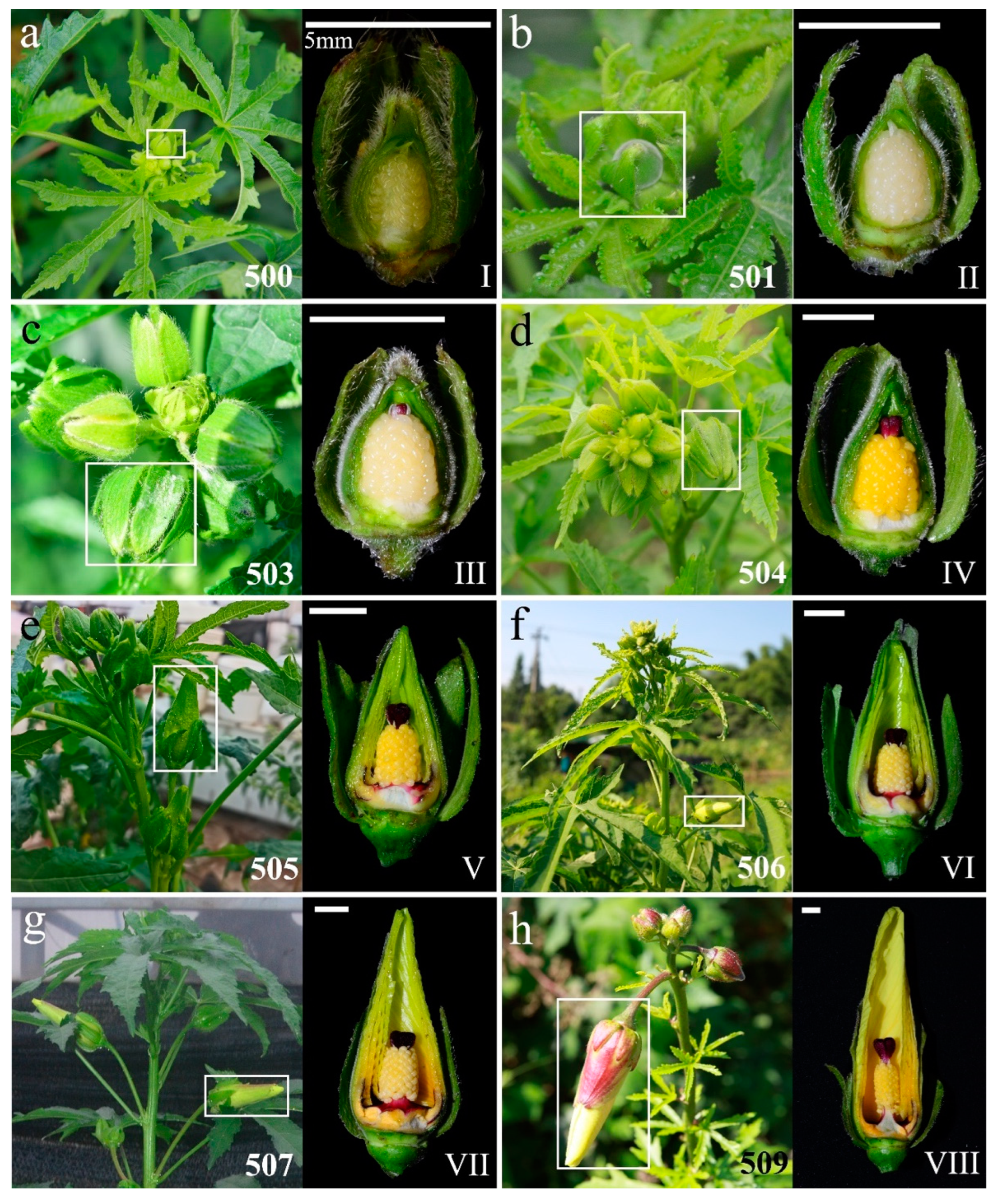 Agronomy 13 01328 g004