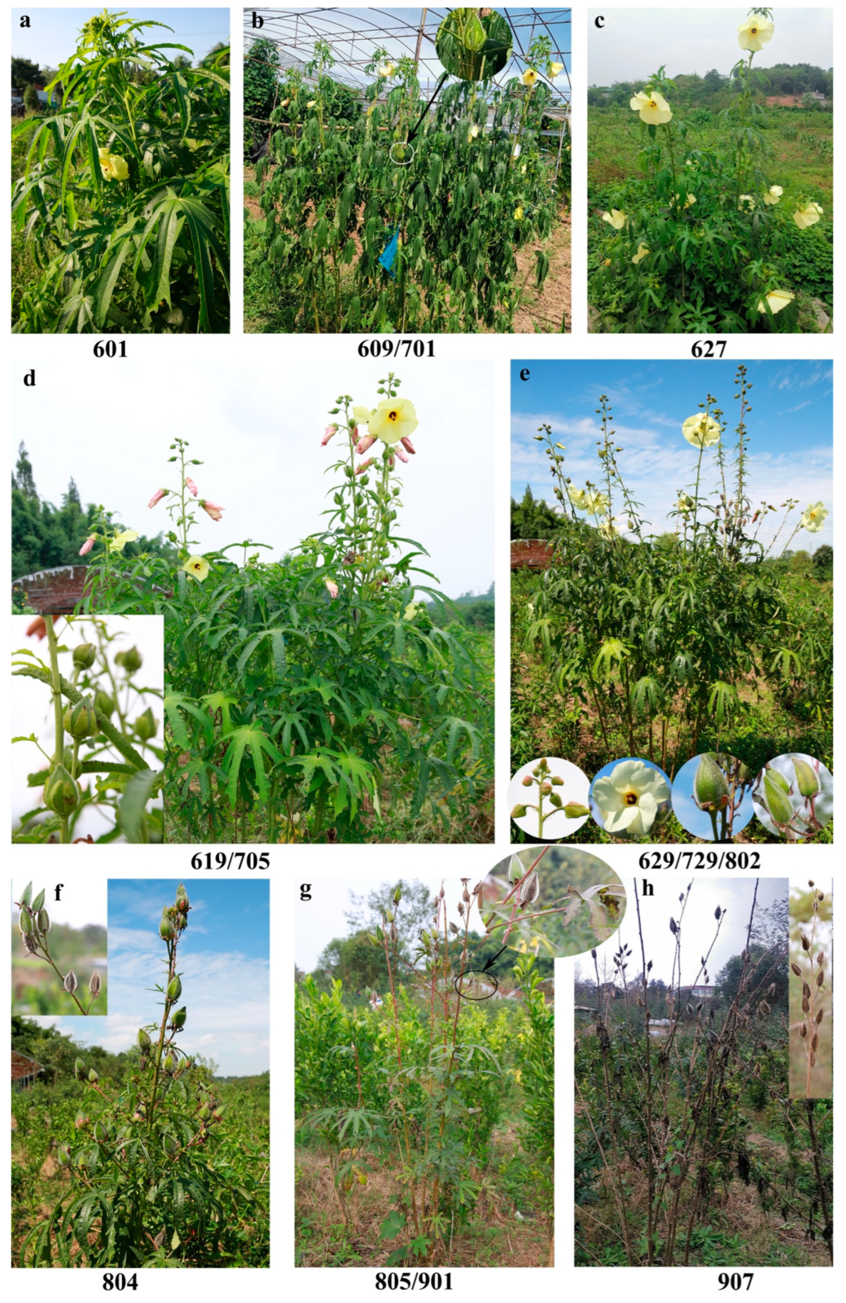 Agronomy 13 01328 g005