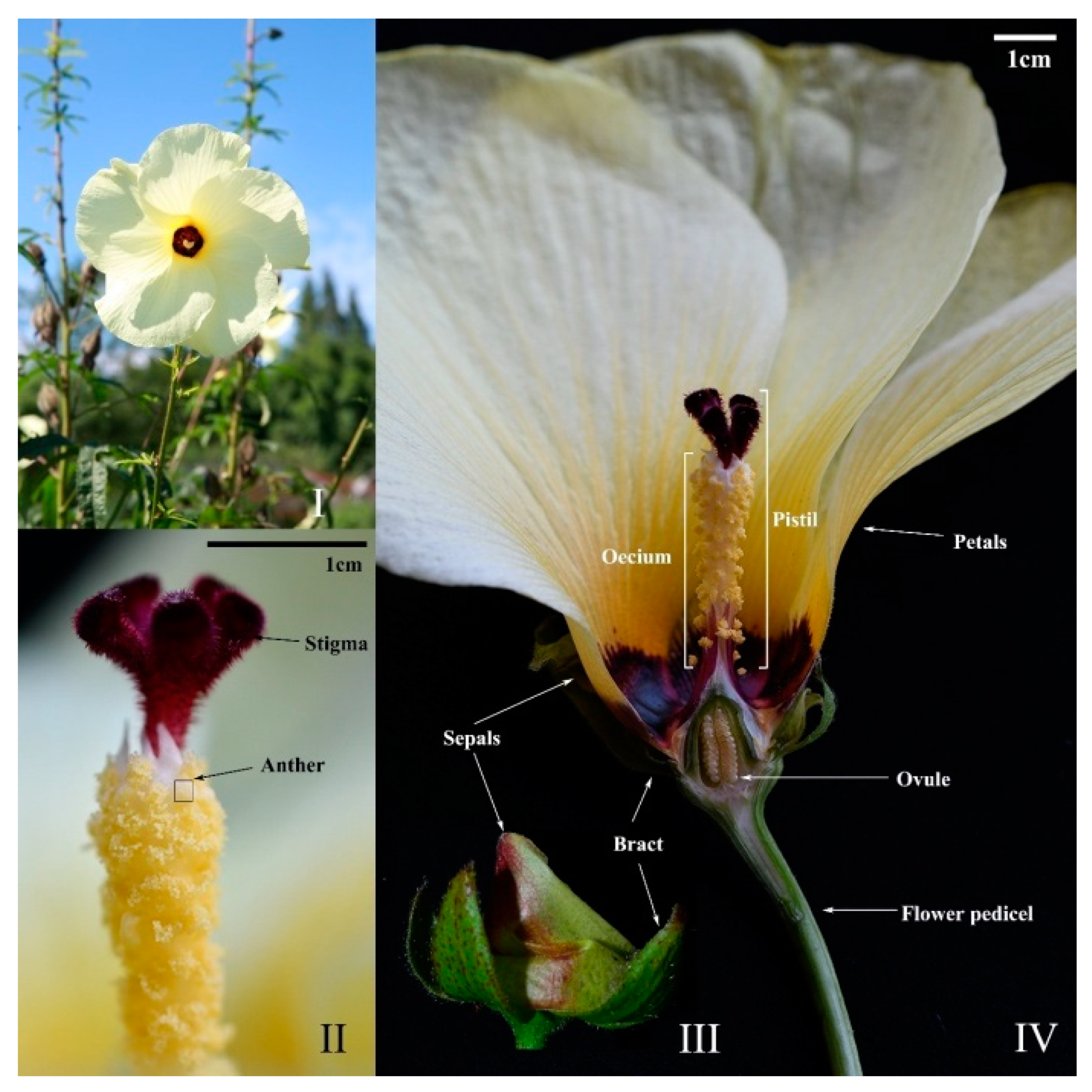 Agronomy 13 01328 g006