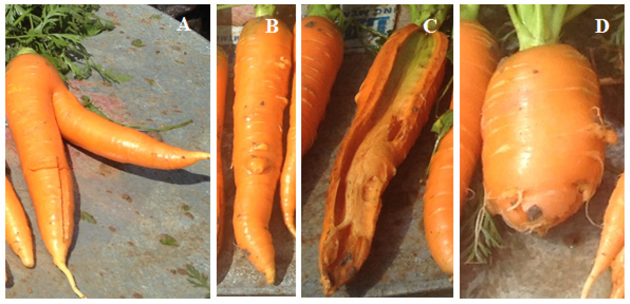 Agronomy 13 01329 g001