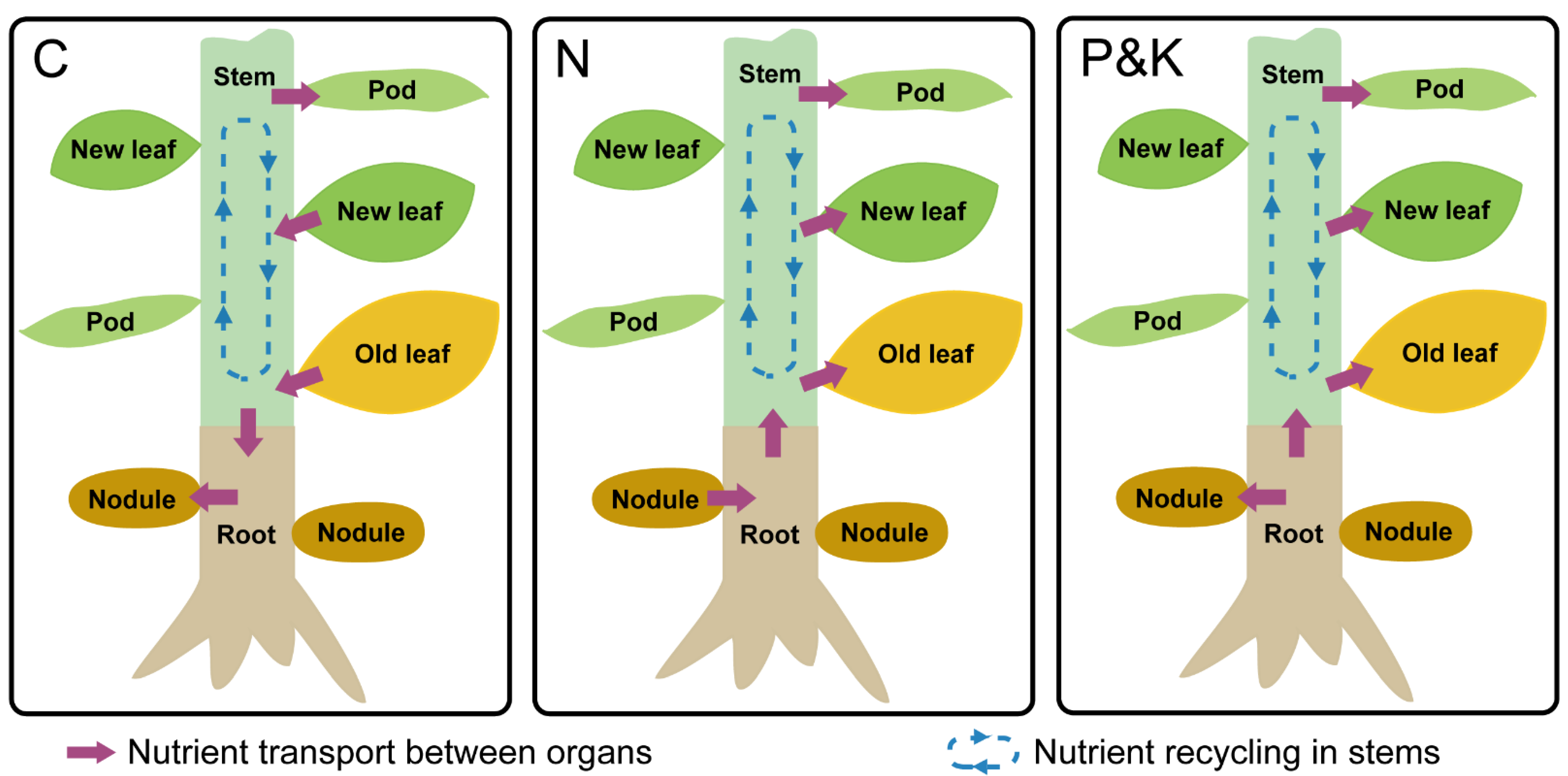 Agronomy 13 01332 g007 Agronomy 13 01332 g007