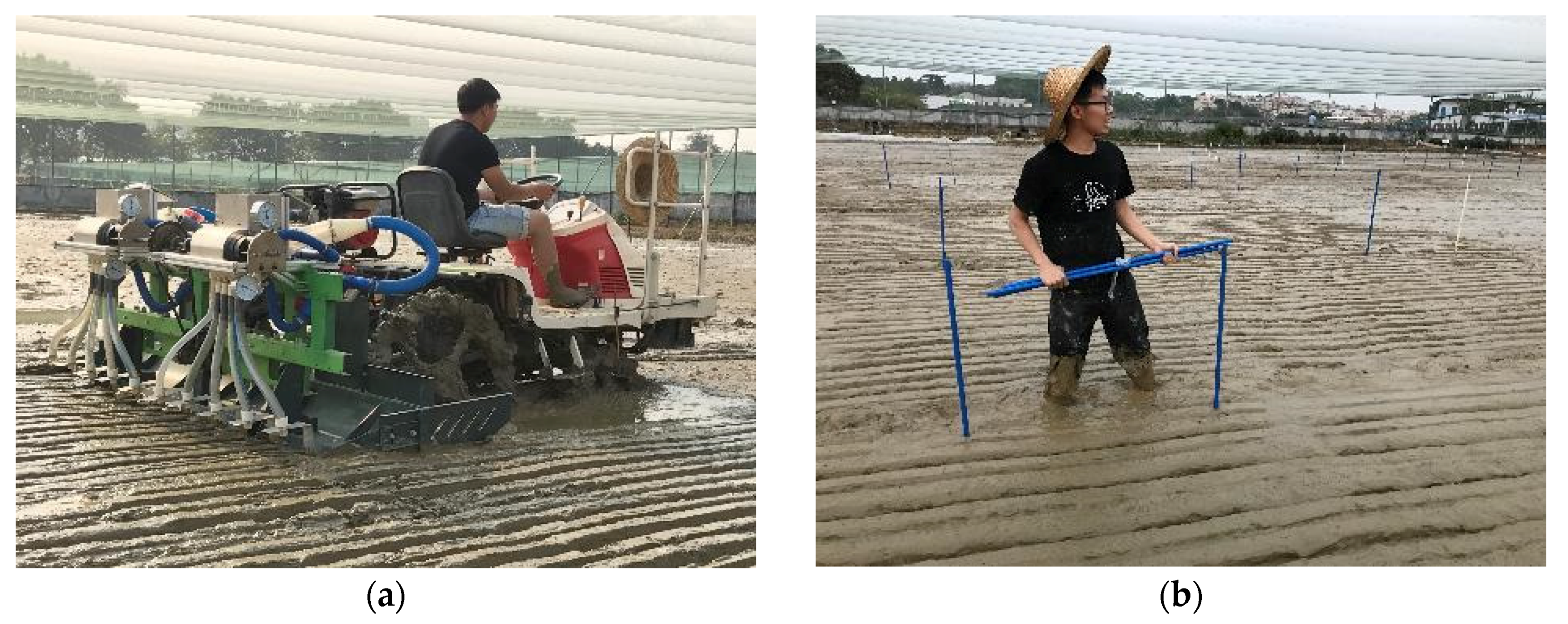 Agronomy 13 01337 g010 Agronomy 13 01337 g010