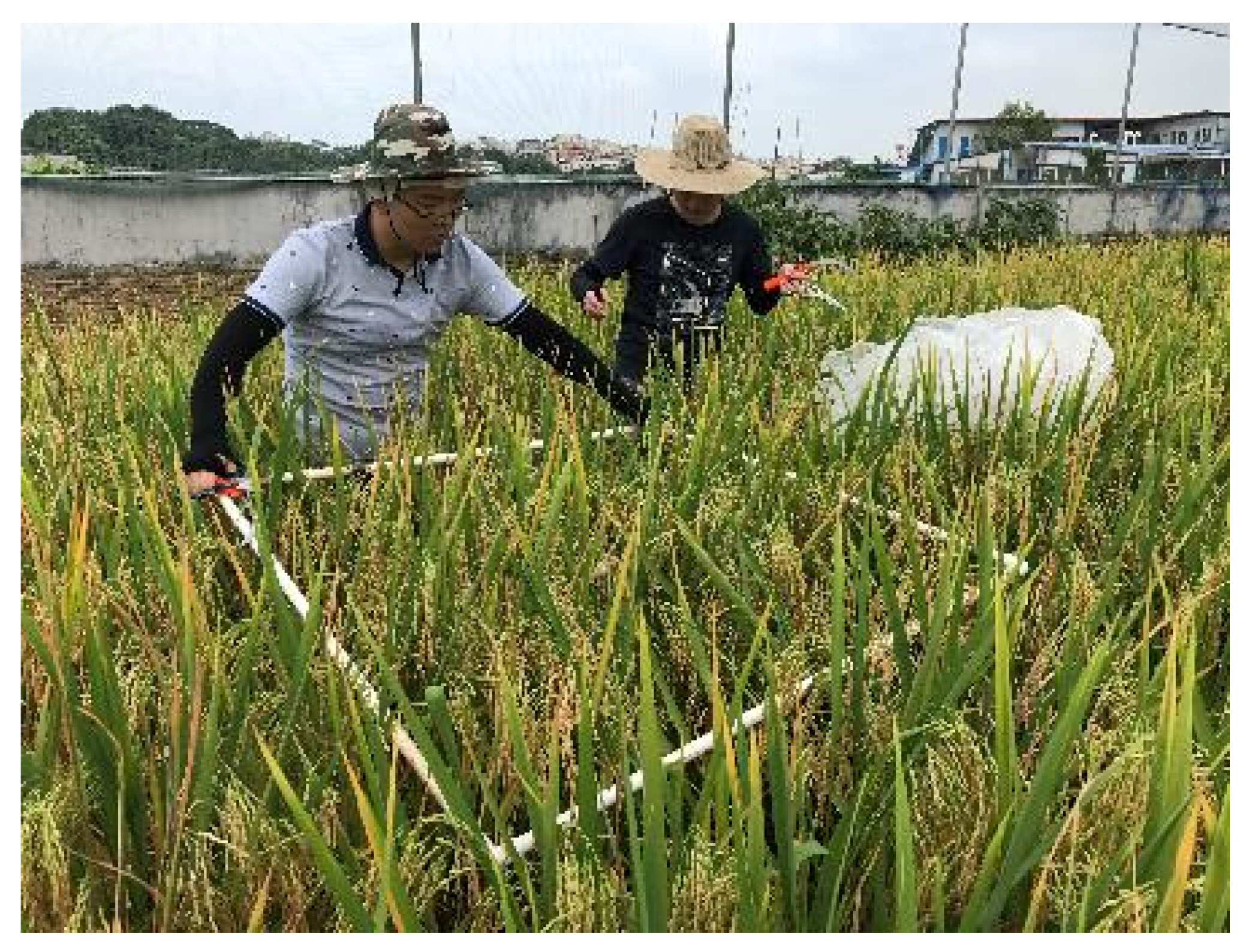 Agronomy 13 01337 g014 Agronomy 13 01337 g014