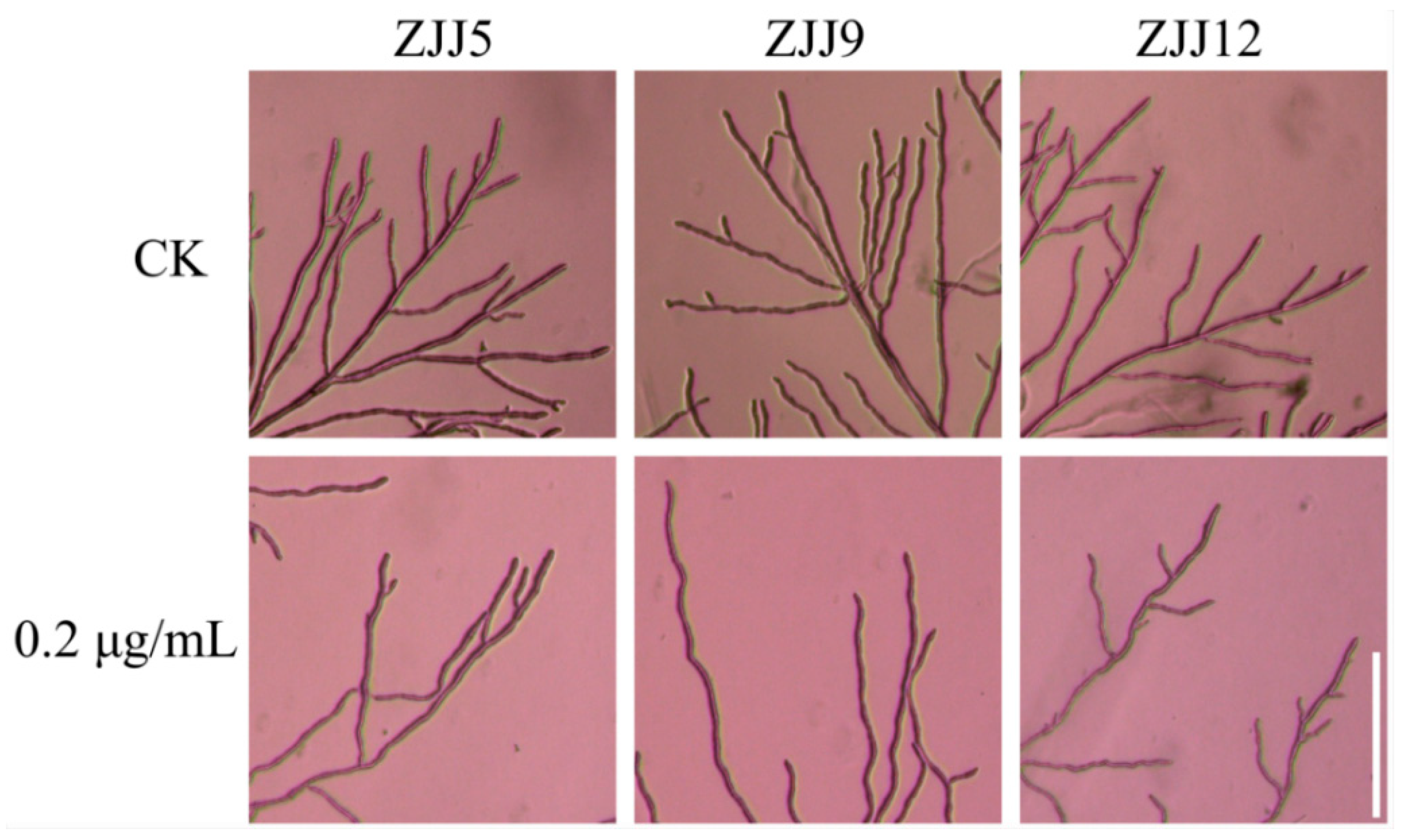 Agronomy 13 01340 g004