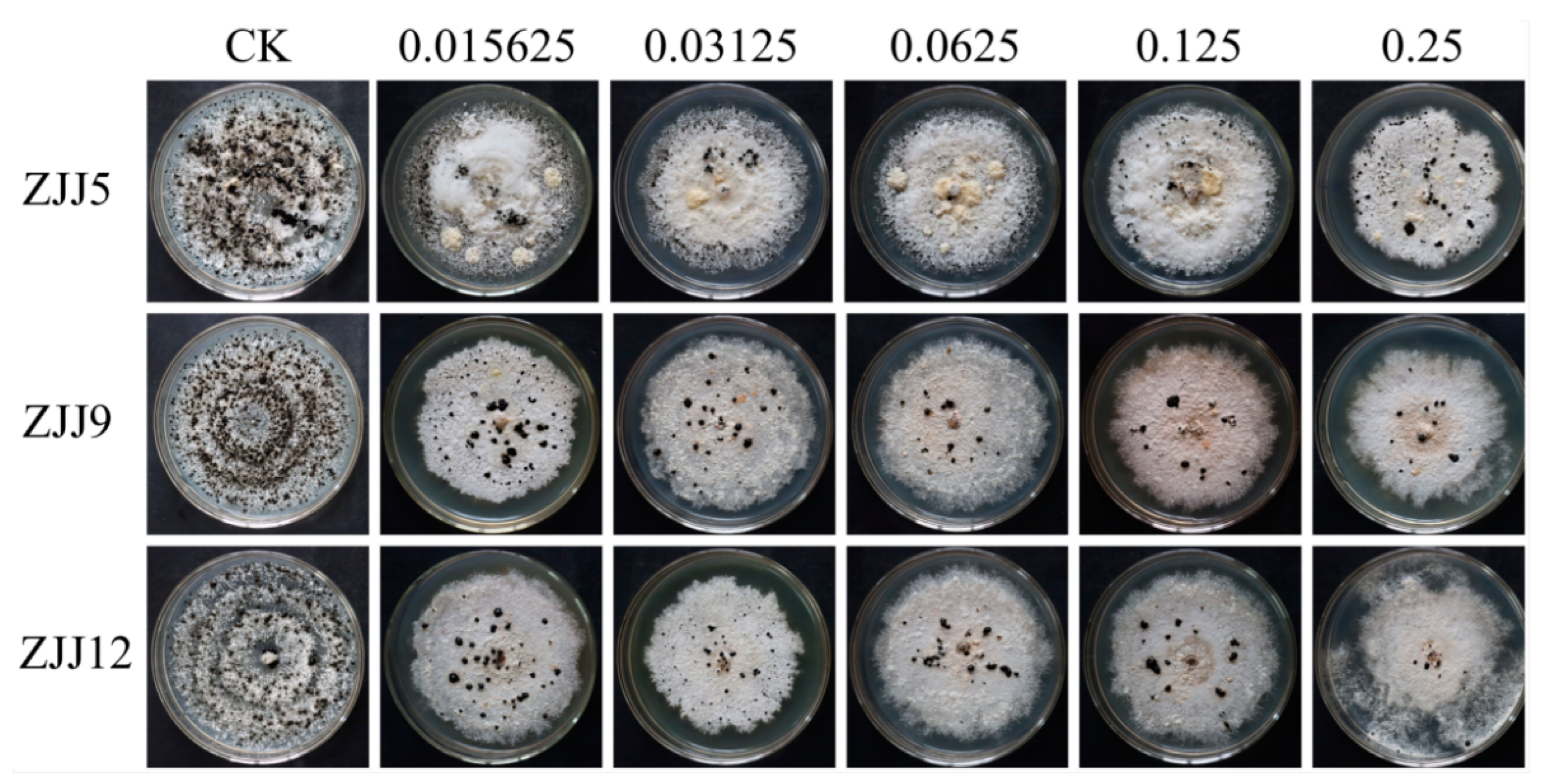 Agronomy 13 01340 g005