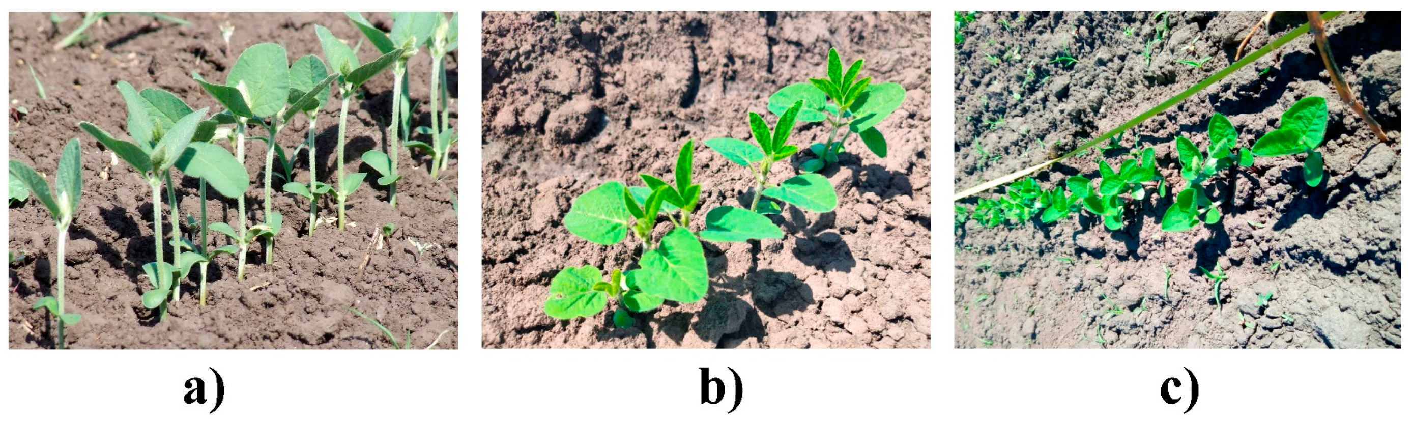 Agronomy 13 01348 g002