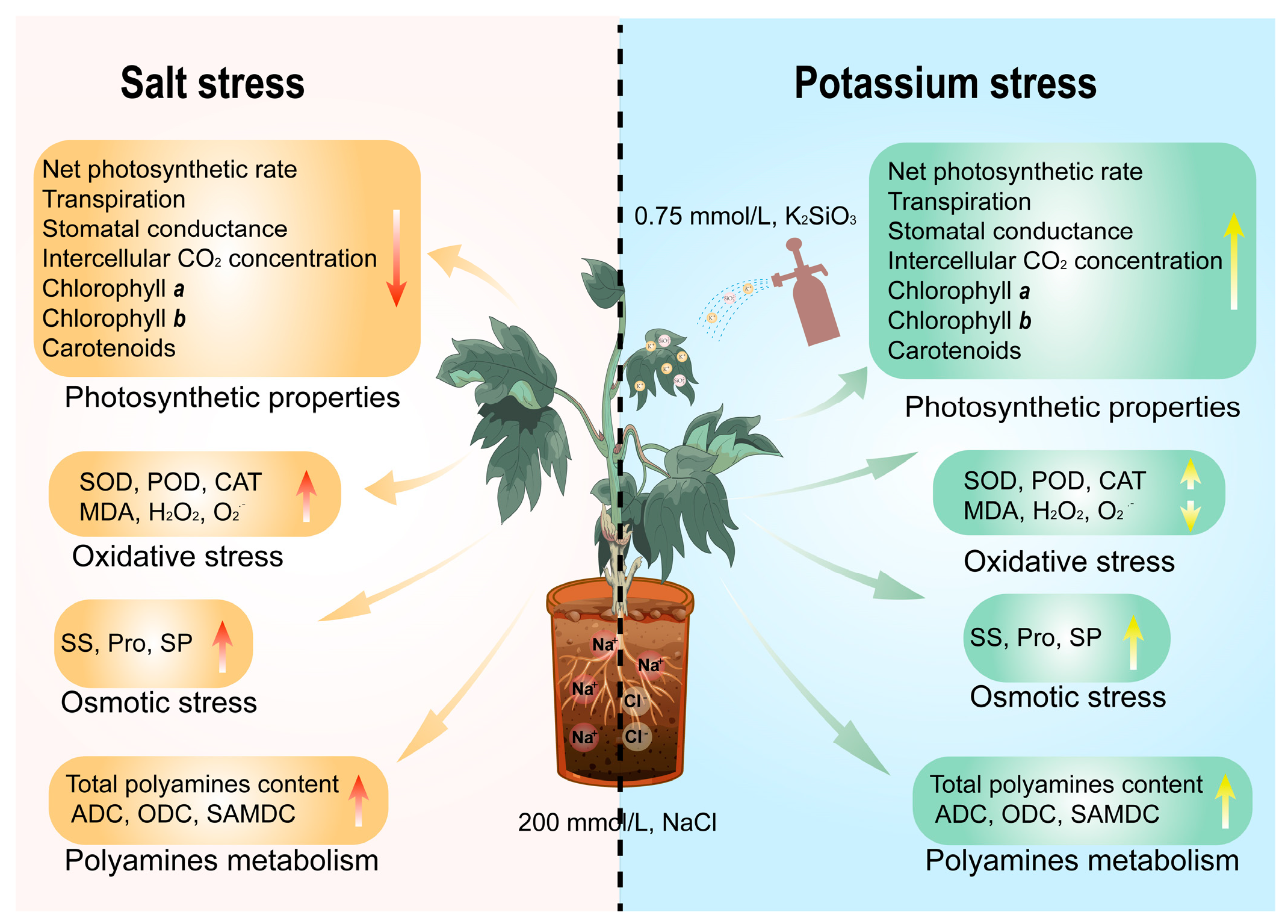 Agronomy 13 01349 g007 Agronomy 13 01349 g007