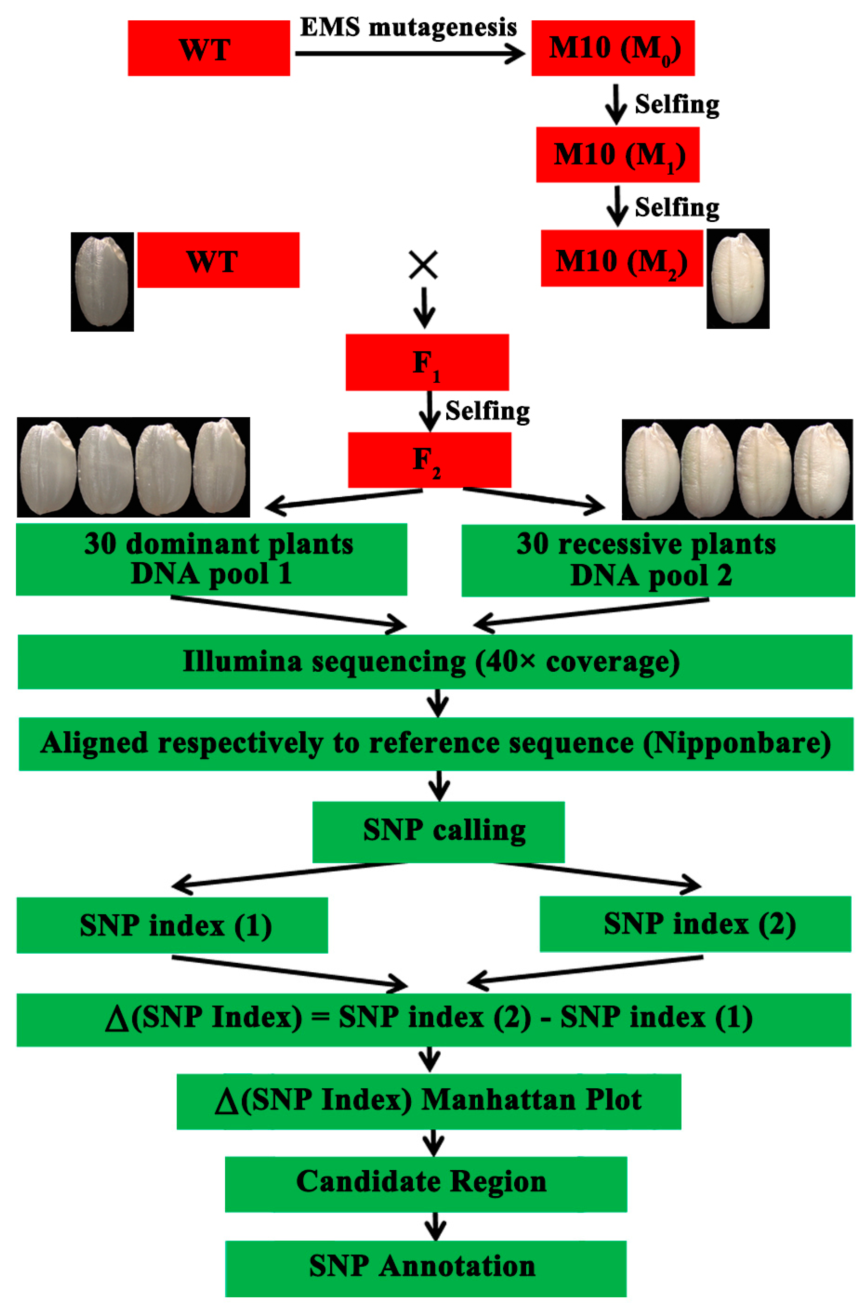 Agronomy 13 01381 g001
