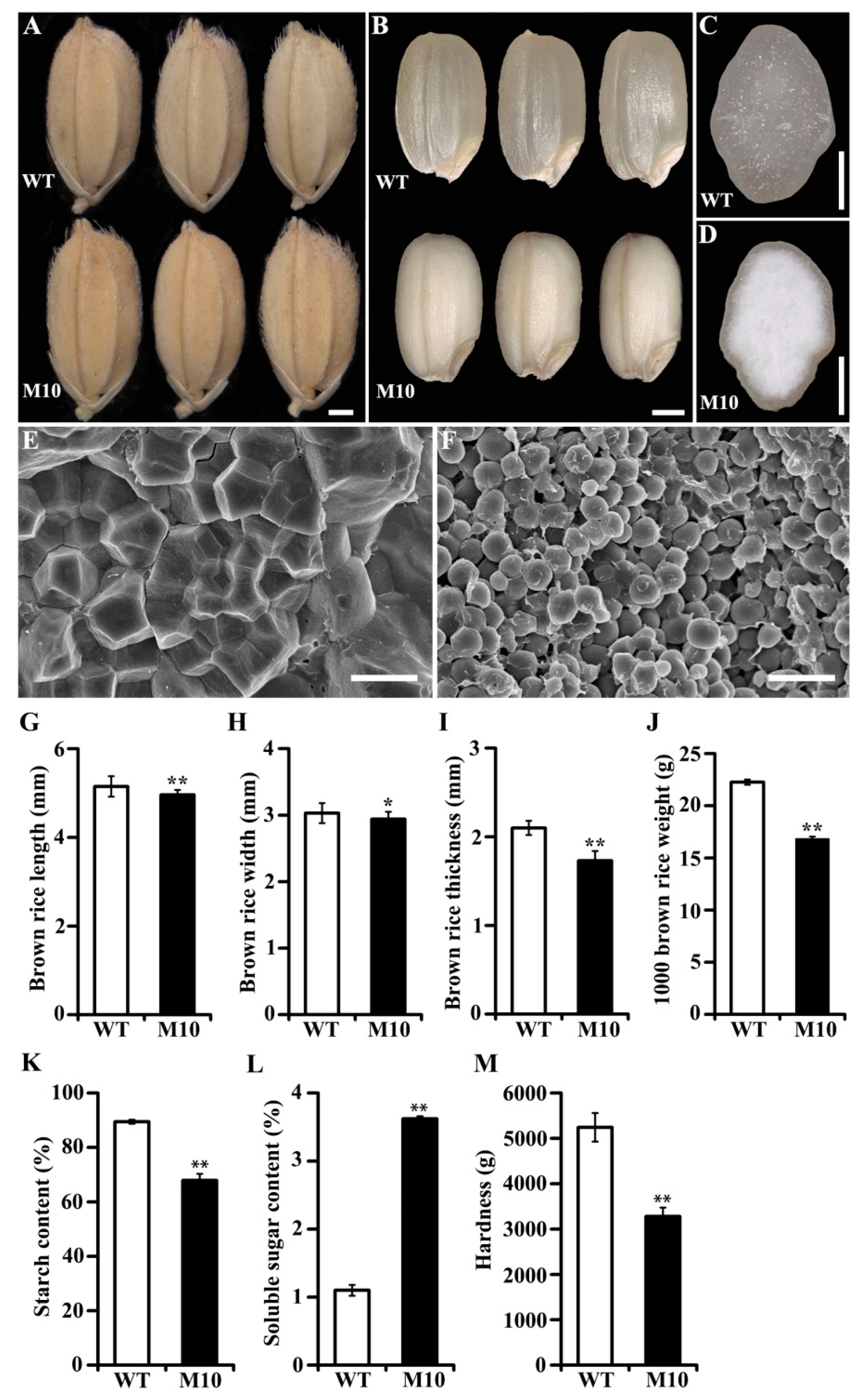 Agronomy 13 01381 g002